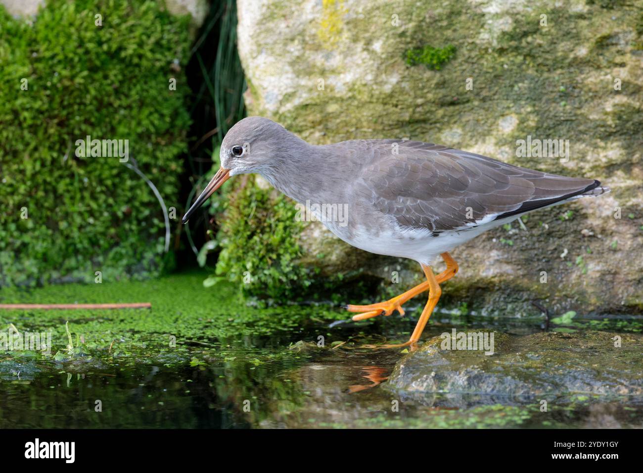 Redshank Tringa totanus, wwt Arundel Wading bird plumage autunnale grigio marrone sopra bianco sotto le gambe rosse arancioni e becco lungo con punta nera Foto Stock