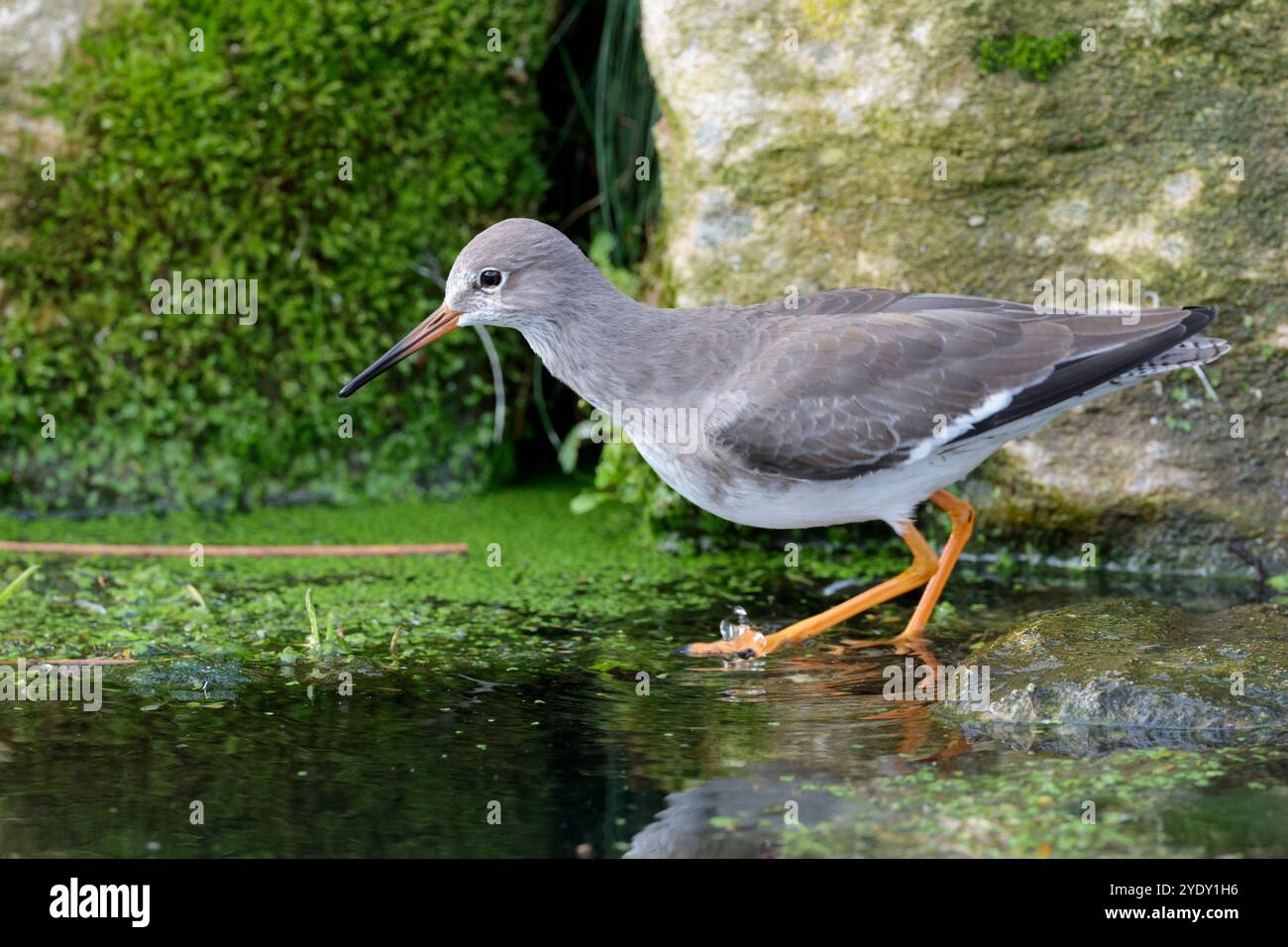 Redshank Tringa totanus, wwt Arundel Wading bird plumage autunnale grigio marrone sopra bianco sotto le gambe rosse arancioni e becco lungo con punta nera Foto Stock