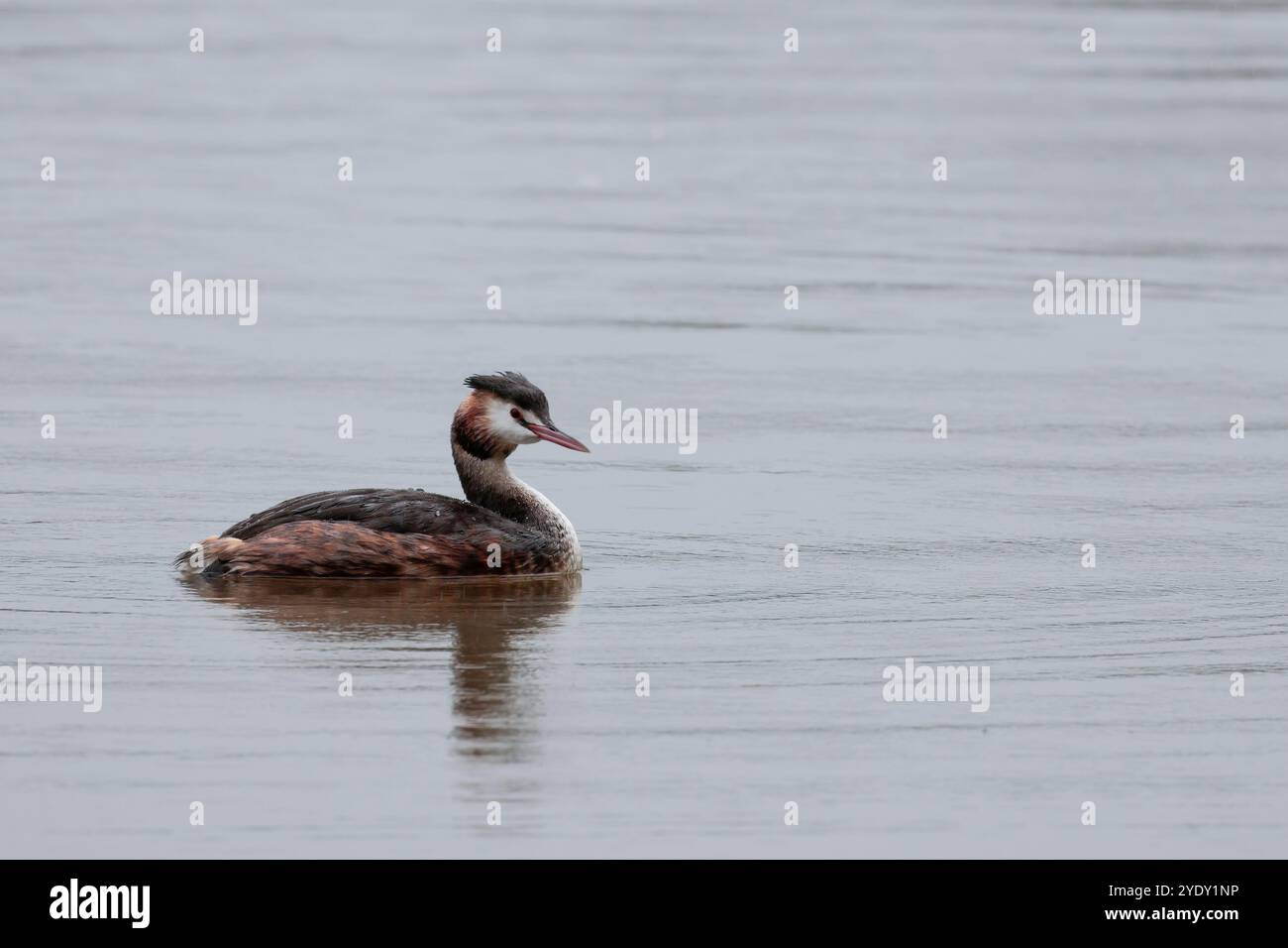 Grande cresta grebe Podiceps christatus, in autunno giorno piovoso, grigio piumaggio marrone e bianco rossastro rufus ruff collo lungo creste scure sulla testa occhi rossi Foto Stock