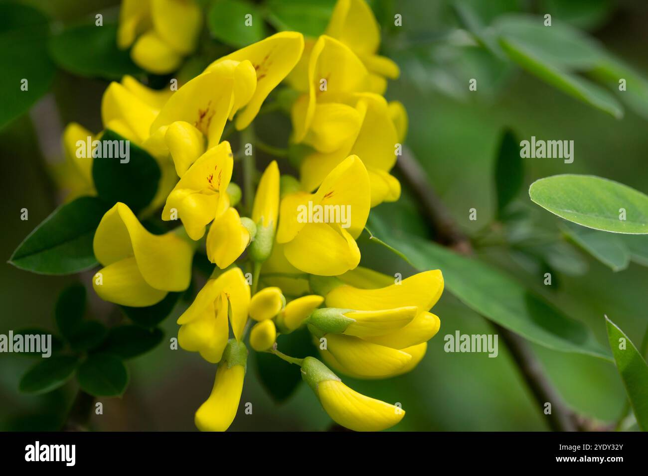 Caragana arborescens, il pisello siberiano, o caragana, è una specie di legumi originaria della Siberia e di parti della Cina Mongolia Kazakistan. E' stata presa Foto Stock