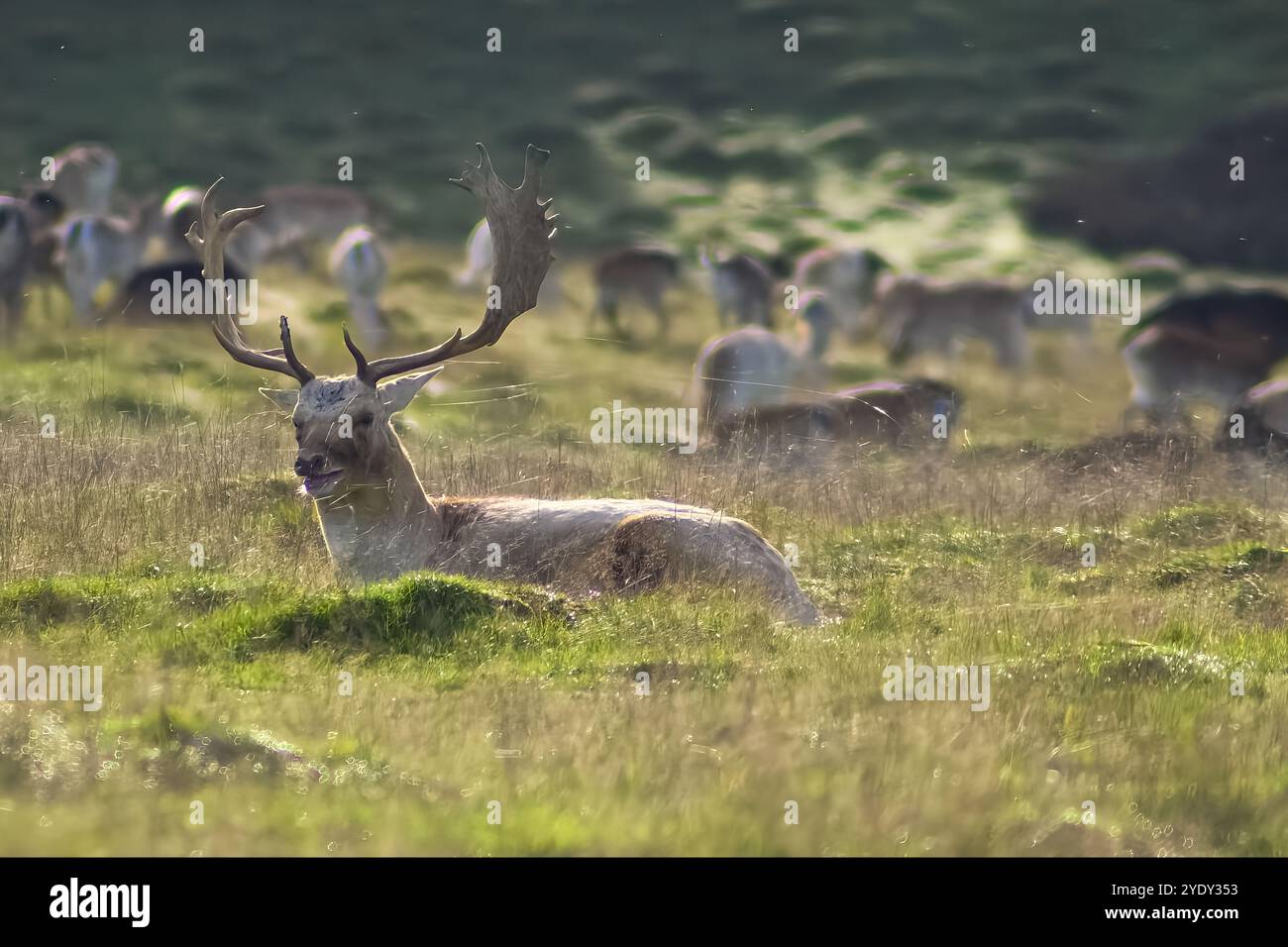 Petworth House Deer Park, West Sussex Foto Stock