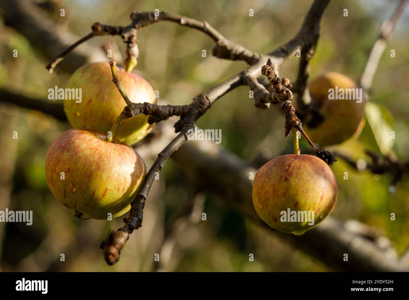 Mele sull'albero in un frutteto in autunno o in autunno. Concetto stagionale, frutta autunnale, giardinaggio, allotment, varietà di mele coltivate Foto Stock