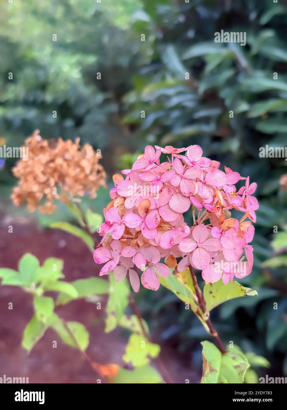 La fase di fioritura rosa/fragola della pianta di ortensia della fragola alla vaniglia. Foto Stock