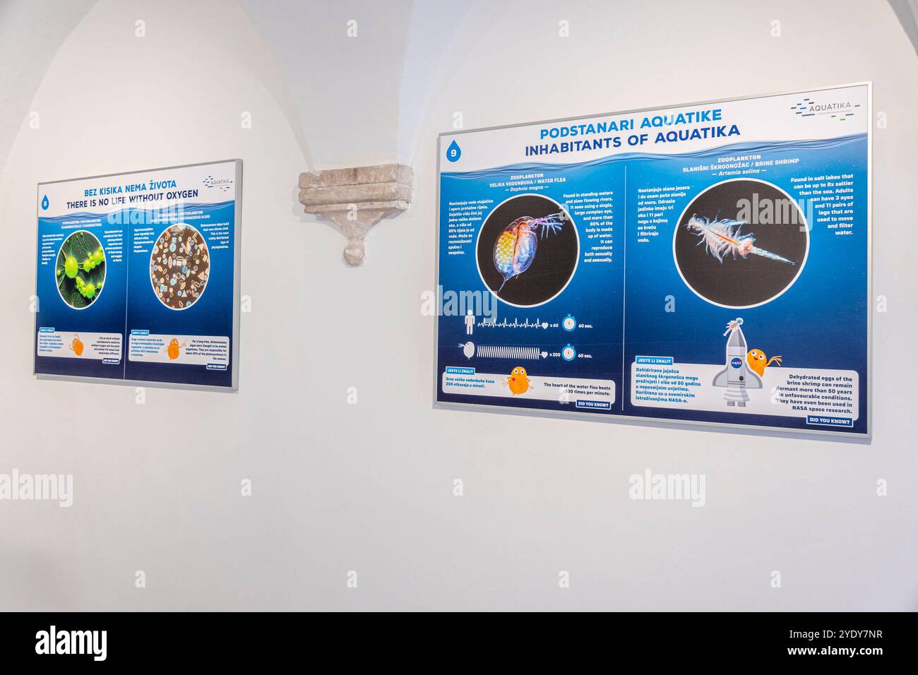 Dubrovnik Croazia, città Vecchia di Stari Grad, città fortificata di Ragusa, Museo di storia naturale di Dubrovnik Prirodoslovni muzej Dubrovnik, interno, cartello all'interno Foto Stock