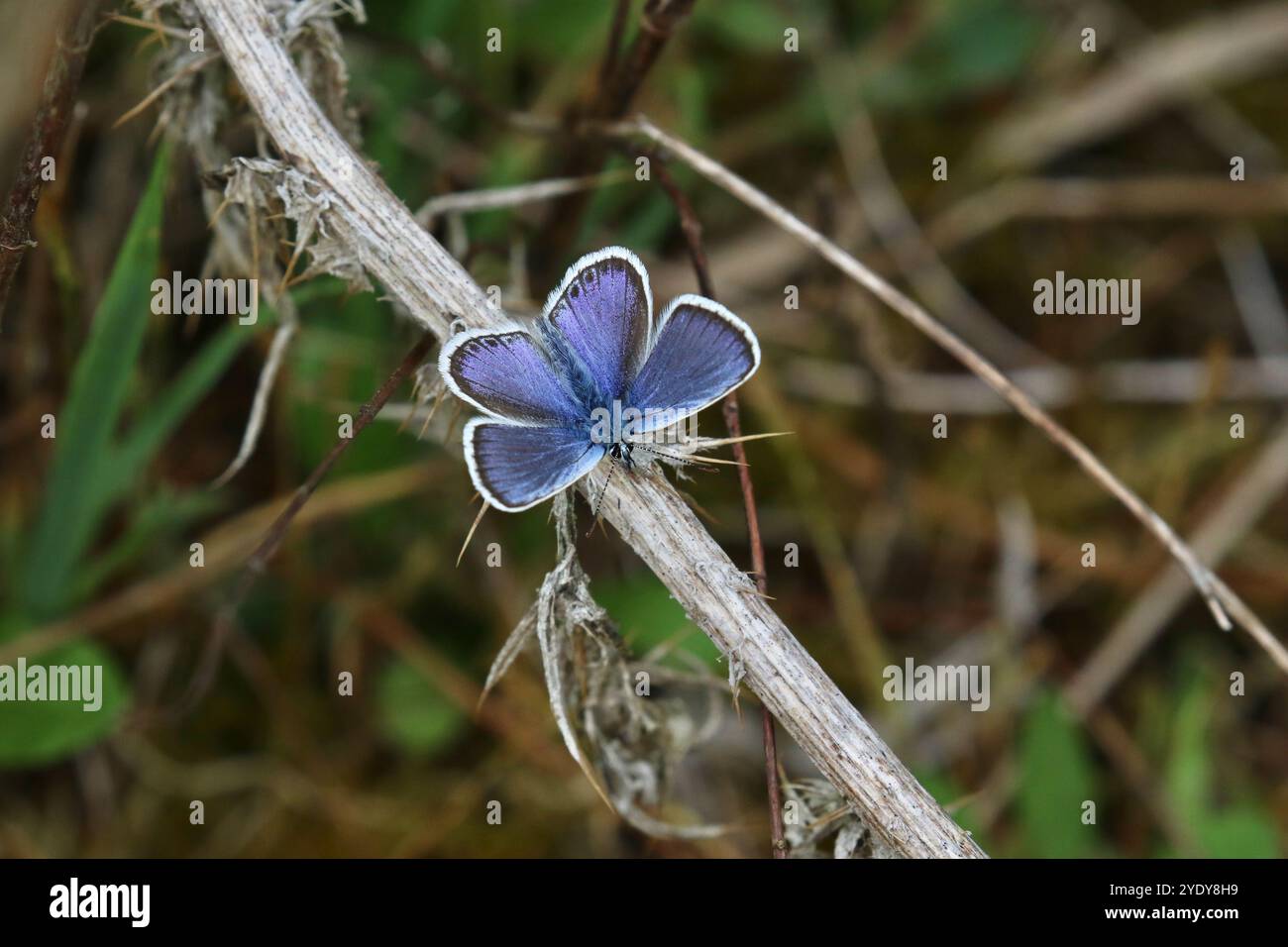 Farfalla blu maschio con borchie d'argento che riposa con le ali aperte - Plebejus argus Foto Stock