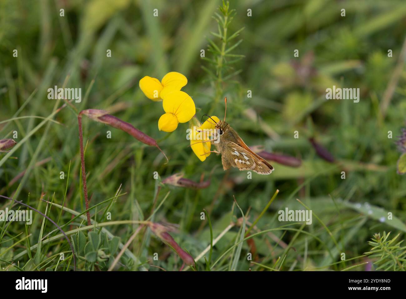 Skipper maschio con macchie d'argento - Hesperia comma Foto Stock