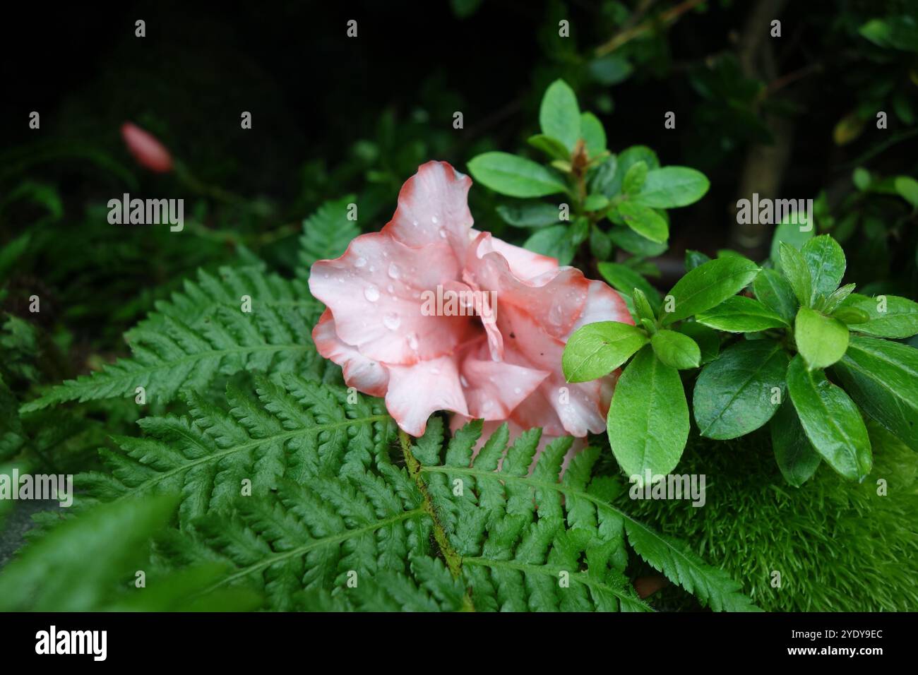 Fiore di Azalea rosa incastonato su foglie di felce verde vibranti, con gocce d'acqua che aggiungono un fascino naturale fresco. Foto Stock