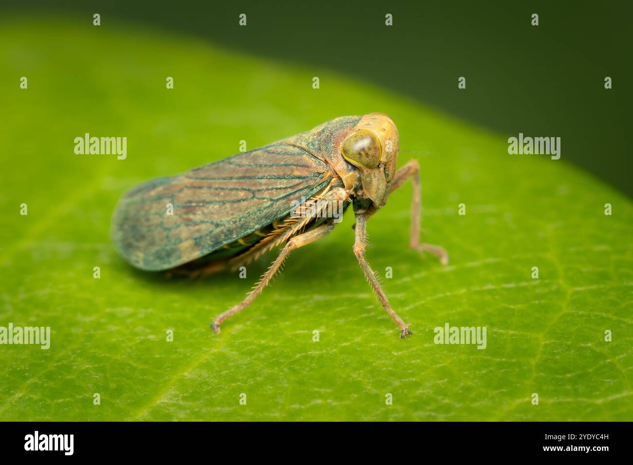 Jikradia olitoria hemiptera isolato su una foglia verde con spazi di copia Foto Stock
