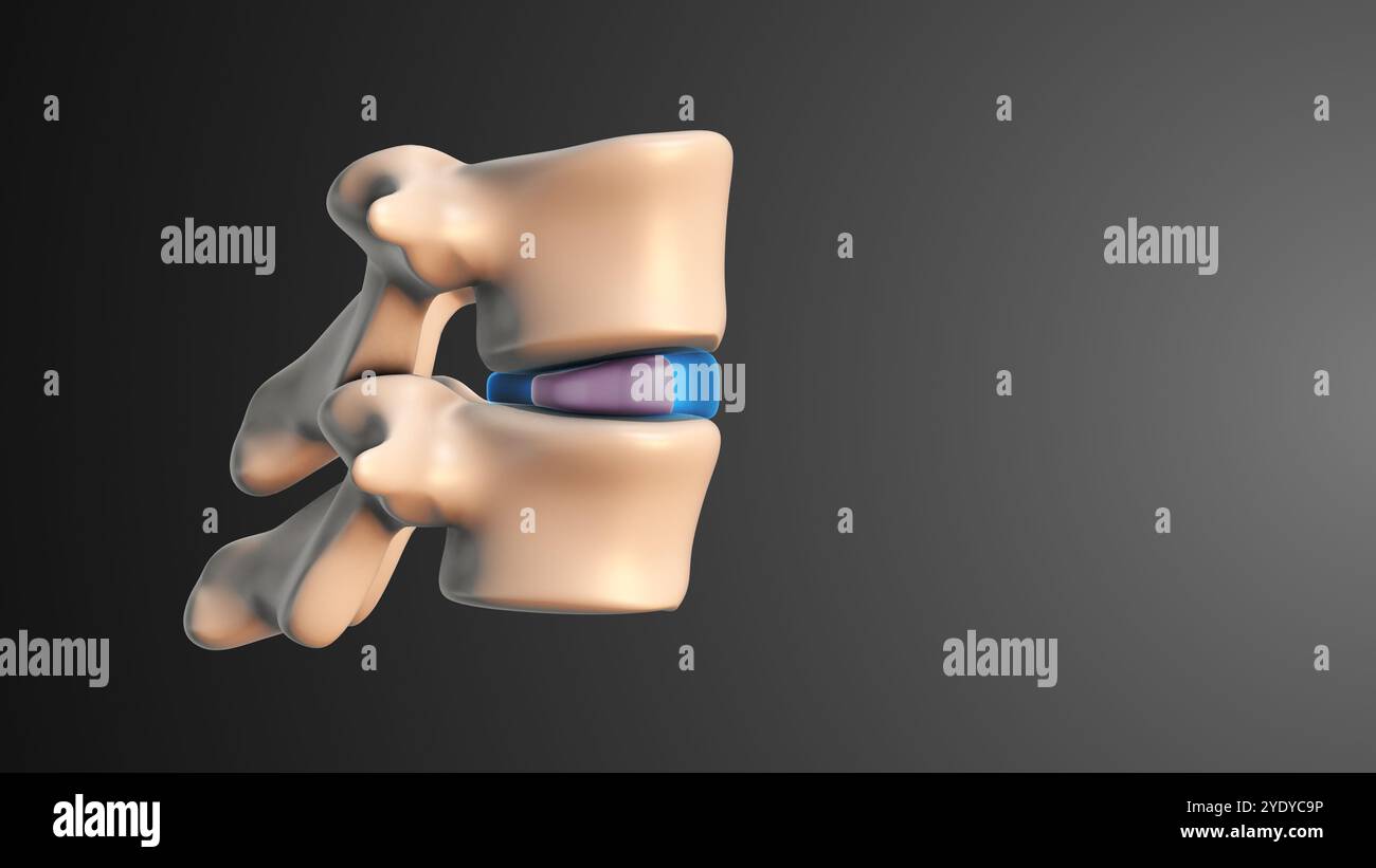 Supporto spinale fornito da Nucleus Pulposus e Annulus Fibrosus Foto Stock