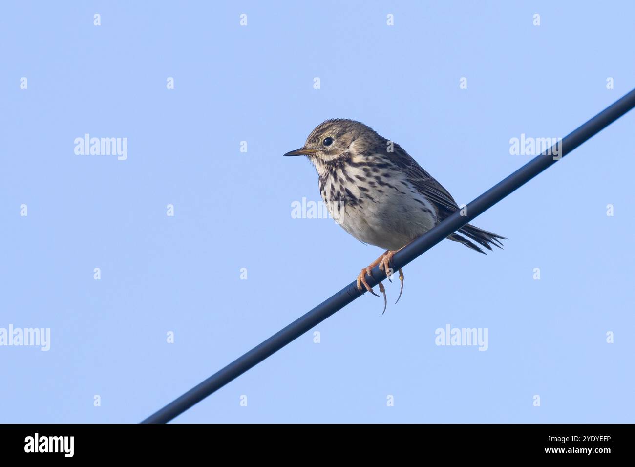 Wiesenpieper, Wiesen-Pieper, Anthus pratensis, Pipit prato, farlouse le Pipit, le Pipit des prés, Béguinette Foto Stock