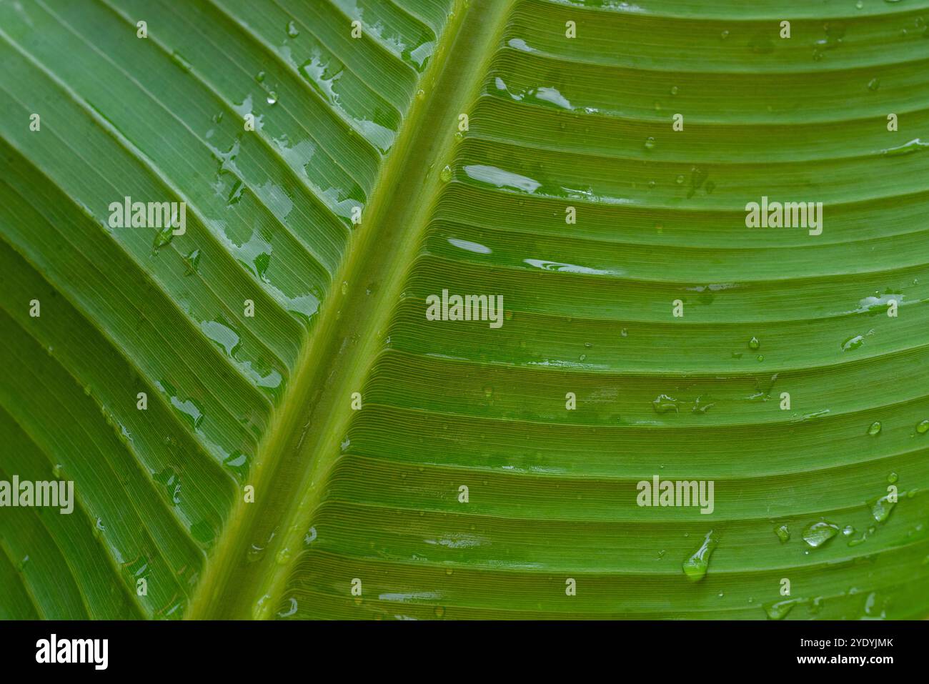 Dettaglio foglia di banana Foto Stock