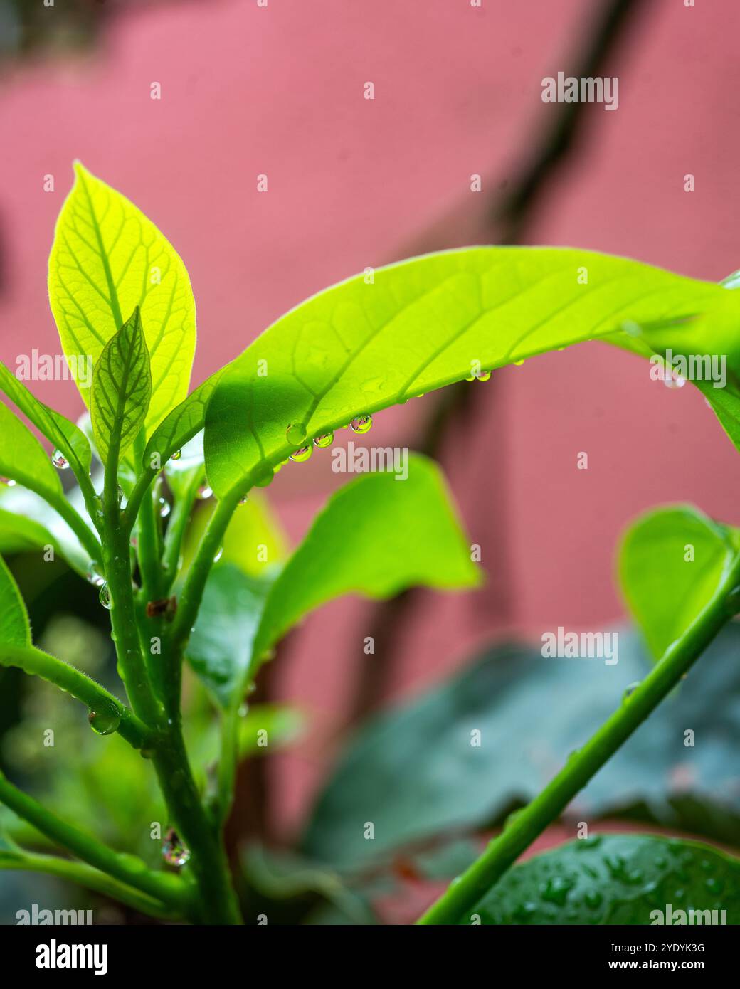 Gocce d'acqua sulle foglie di avocado Foto Stock
