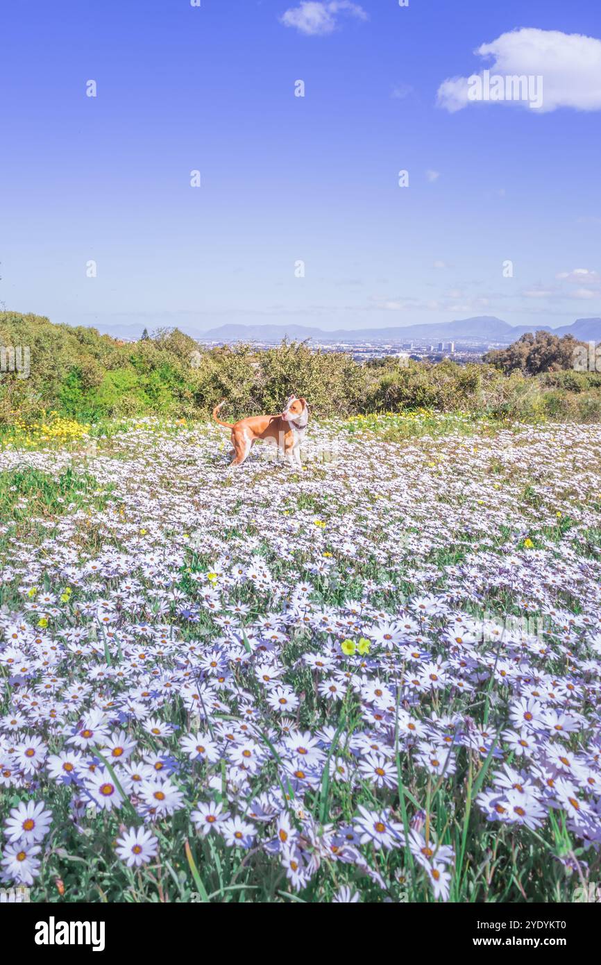 Il cane Pitbull terrier marrone e bianco che gioca in fiore primaverile con Table Mountain in sottofondo, città del Capo, Sudafrica Foto Stock