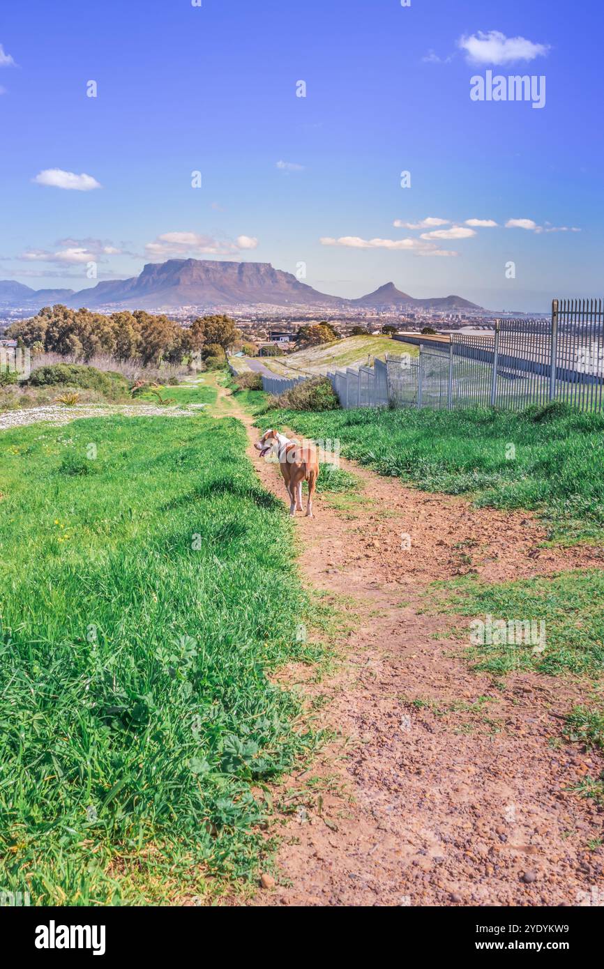 Il cane Pitbull terrier marrone e bianco che gioca in fiore primaverile con Table Mountain in sottofondo, città del Capo, Sudafrica Foto Stock