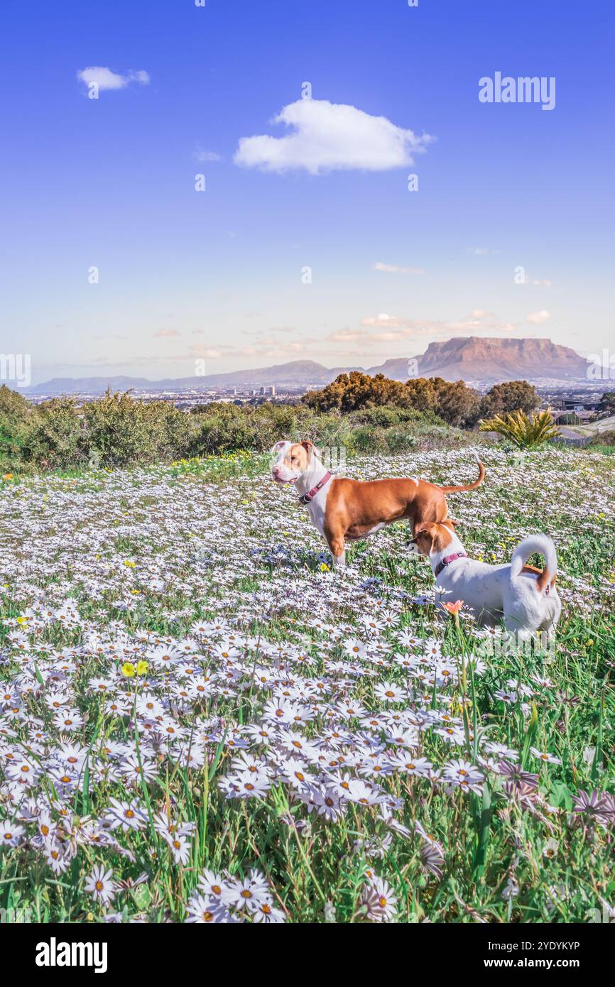 Brown e White Pitbull terrier e Jack Russell terrier cani che giocano in fiore primaverile con Table Mountain in background, città del Capo, Sud Africa Foto Stock