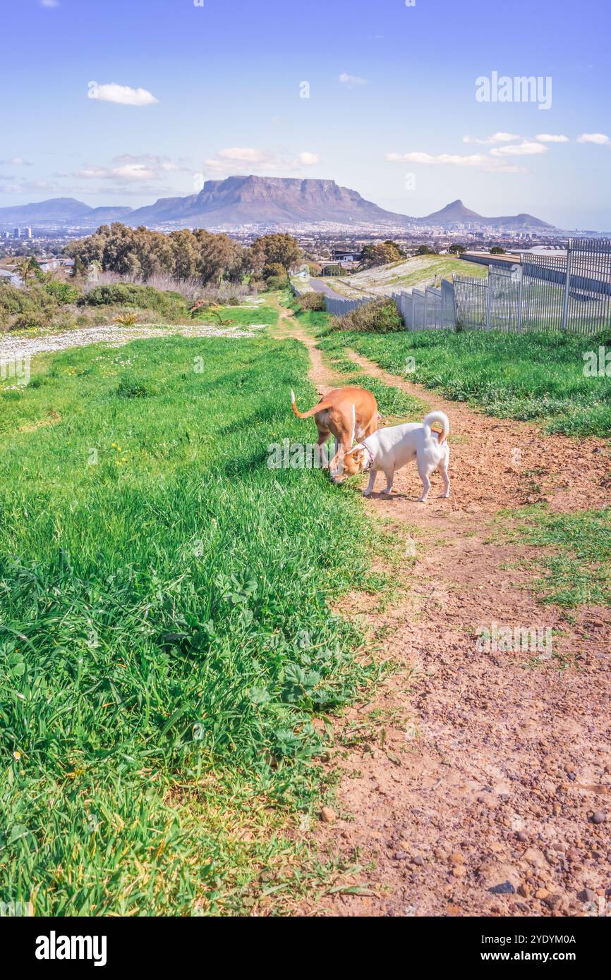 Brown e White Pitbull terrier e Jack Russell terrier cani che giocano in fiore primaverile con Table Mountain in background, città del Capo, Sud Africa Foto Stock