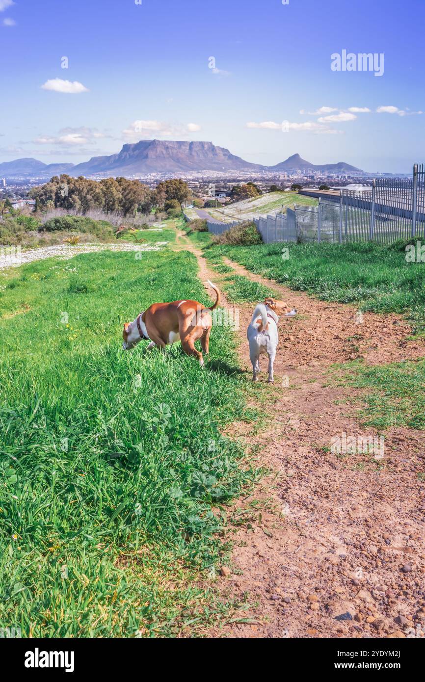 Brown e White Pitbull terrier e Jack Russell terrier cani che giocano in fiore primaverile con Table Mountain in background, città del Capo, Sud Africa Foto Stock