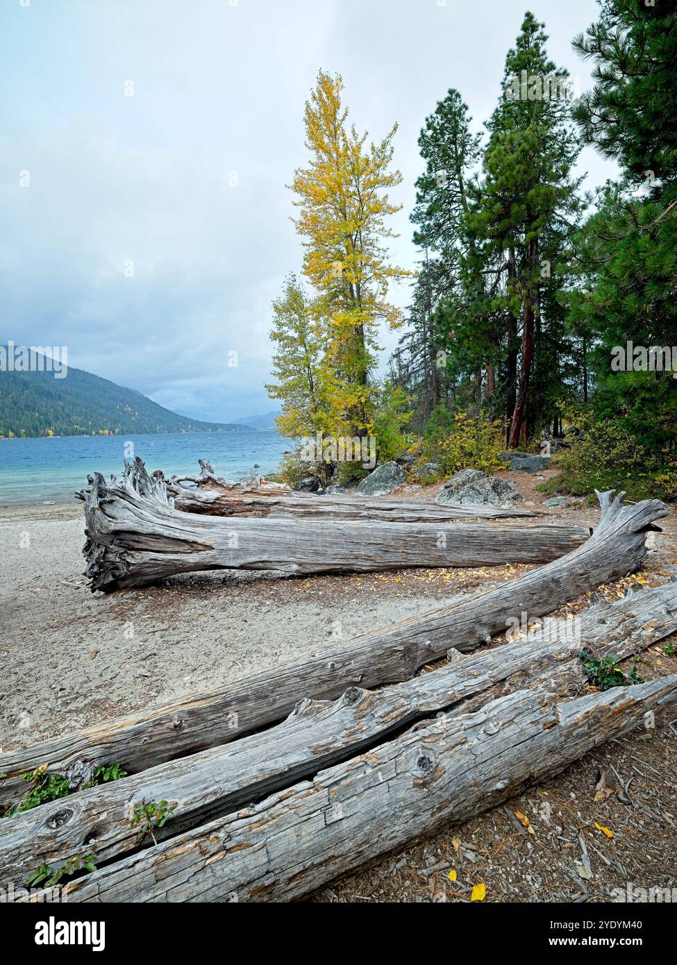 Gli alberi caduti giacciono sulla spiaggia sabbiosa lungo la riva del lago Wenatchee nel centro di Washington. Foto Stock