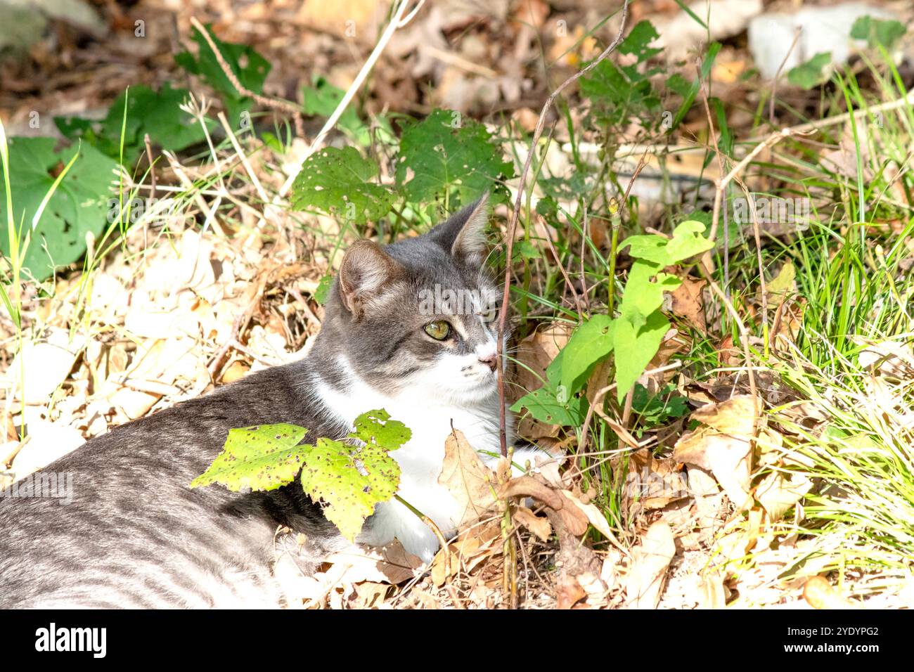 Gatto Tabby steso nell'erba. Gatto randagio. Animale. Da solo. Niente persone, nessuno. Foto orizzontale. All'aperto. Foto Stock