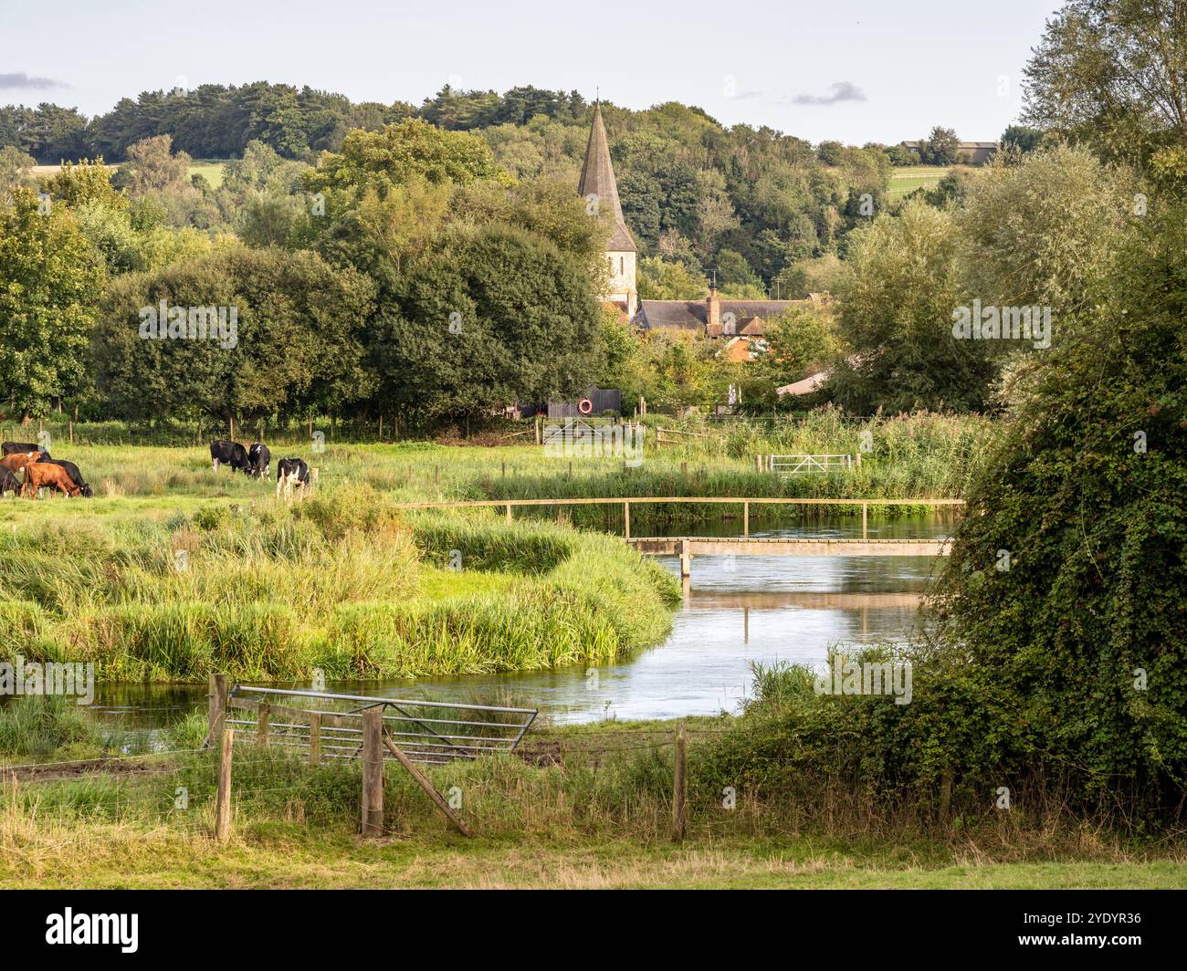 I bovini pascolano in un prato accanto al River test a Stockbridge, nell'Hampshire, in Inghilterra. Foto Stock