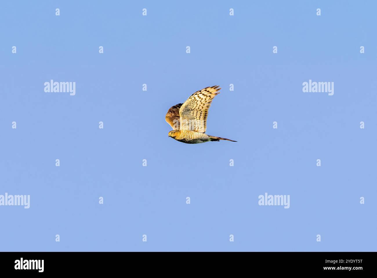 Primo piano di Sparrowhawk, Accipiter nisus, nella calda luce del sole nascente con un battito alare verso l'alto sullo sfondo di un cielo azzurro Foto Stock