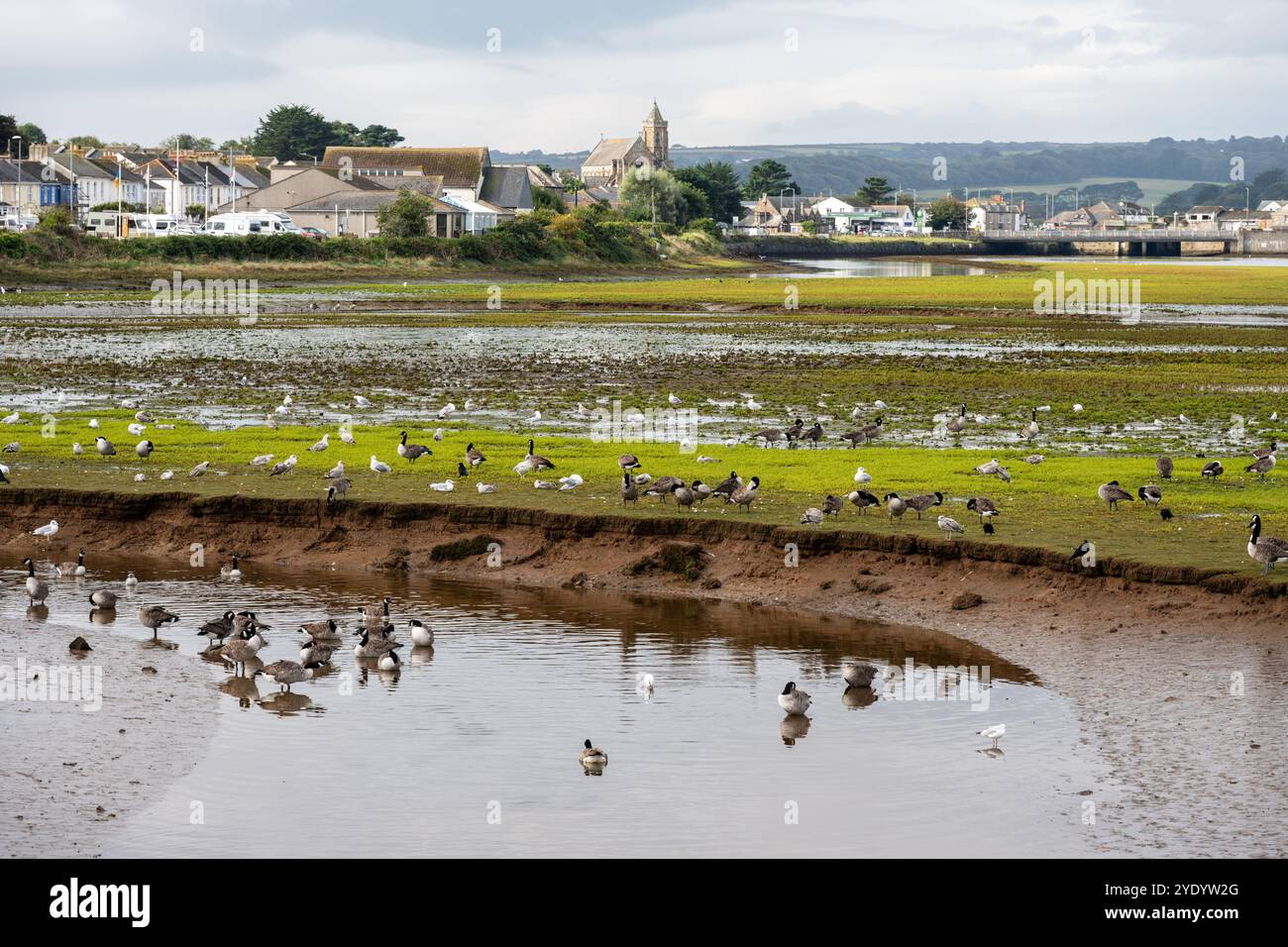 Oche e gabbiani nuotano sulle paludi salate presso Cooperhouse Pool di Hayle, Cornovaglia. Foto Stock