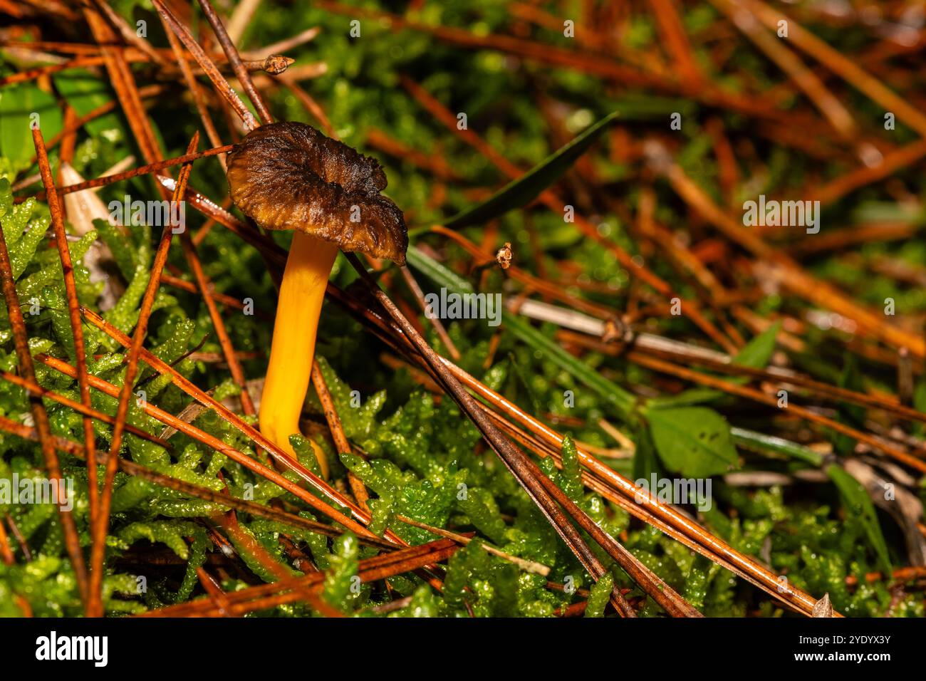 Funghi a piede singolo gialli nella foresta, Craterellus lutescens, Catalogna, Spagna Foto Stock