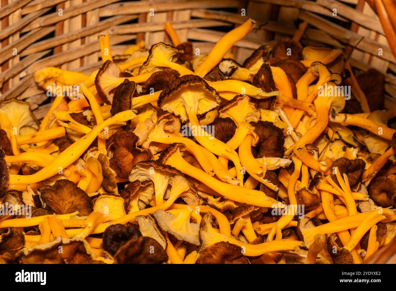 Cestino con funghi piede giallo, Craterellus lutescens, Catalogna, Spagna Foto Stock
