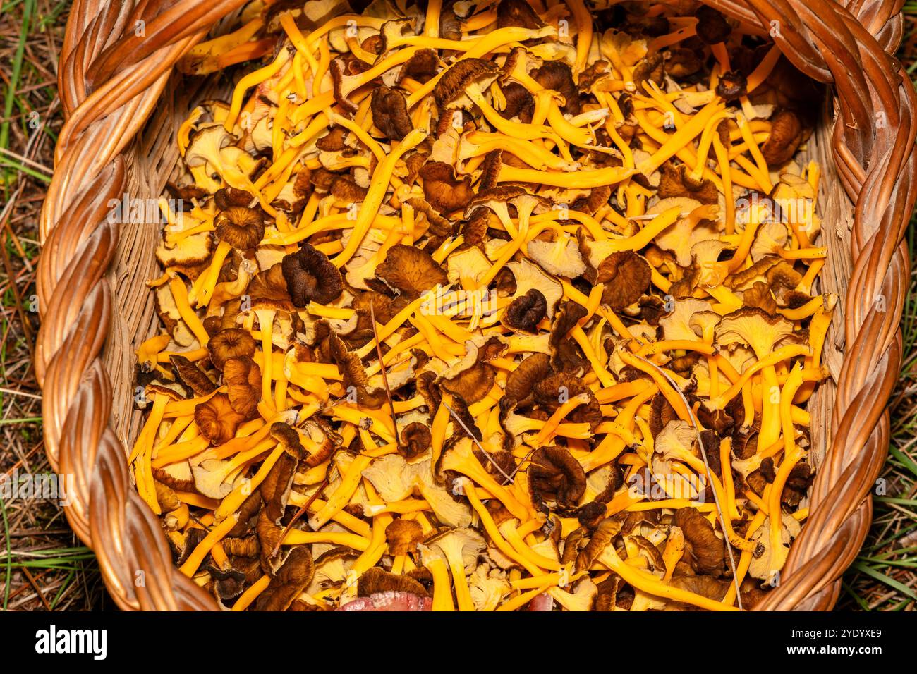 Cestino con funghi piede giallo, Craterellus lutescens, Catalogna, Spagna Foto Stock