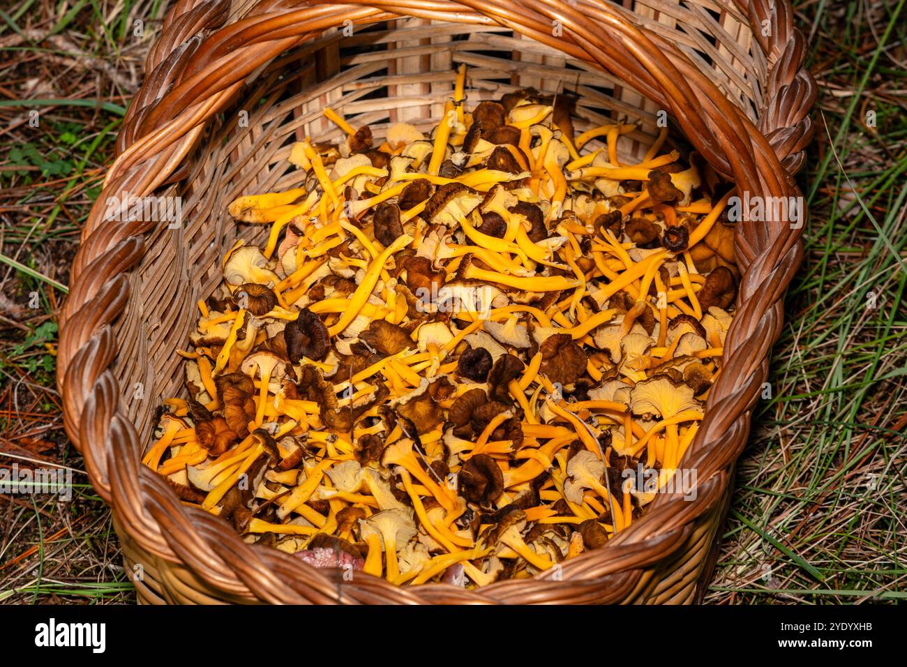 Cestino con funghi piede giallo, Craterellus lutescens, Catalogna, Spagna Foto Stock