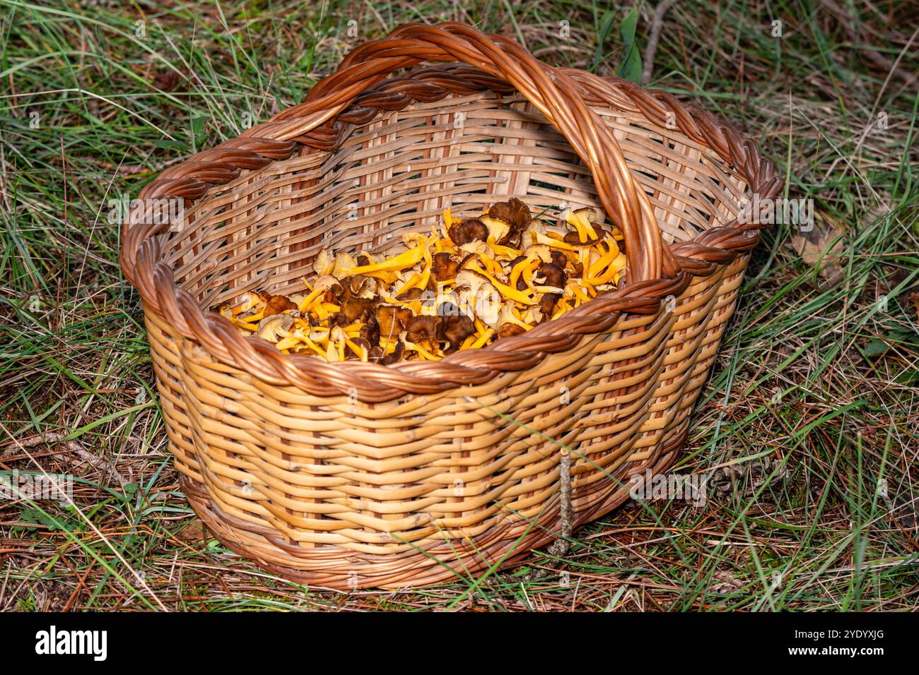 Cestino con funghi piede giallo, Craterellus lutescens, Catalogna, Spagna Foto Stock