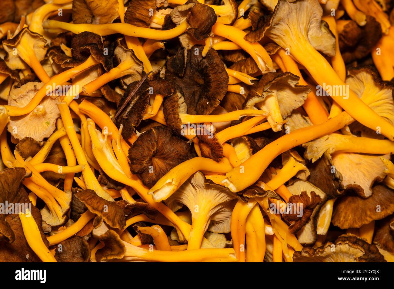 Mucchio di funghi del piede giallo, Craterellus lutescens, Catalogna, Spagna Foto Stock