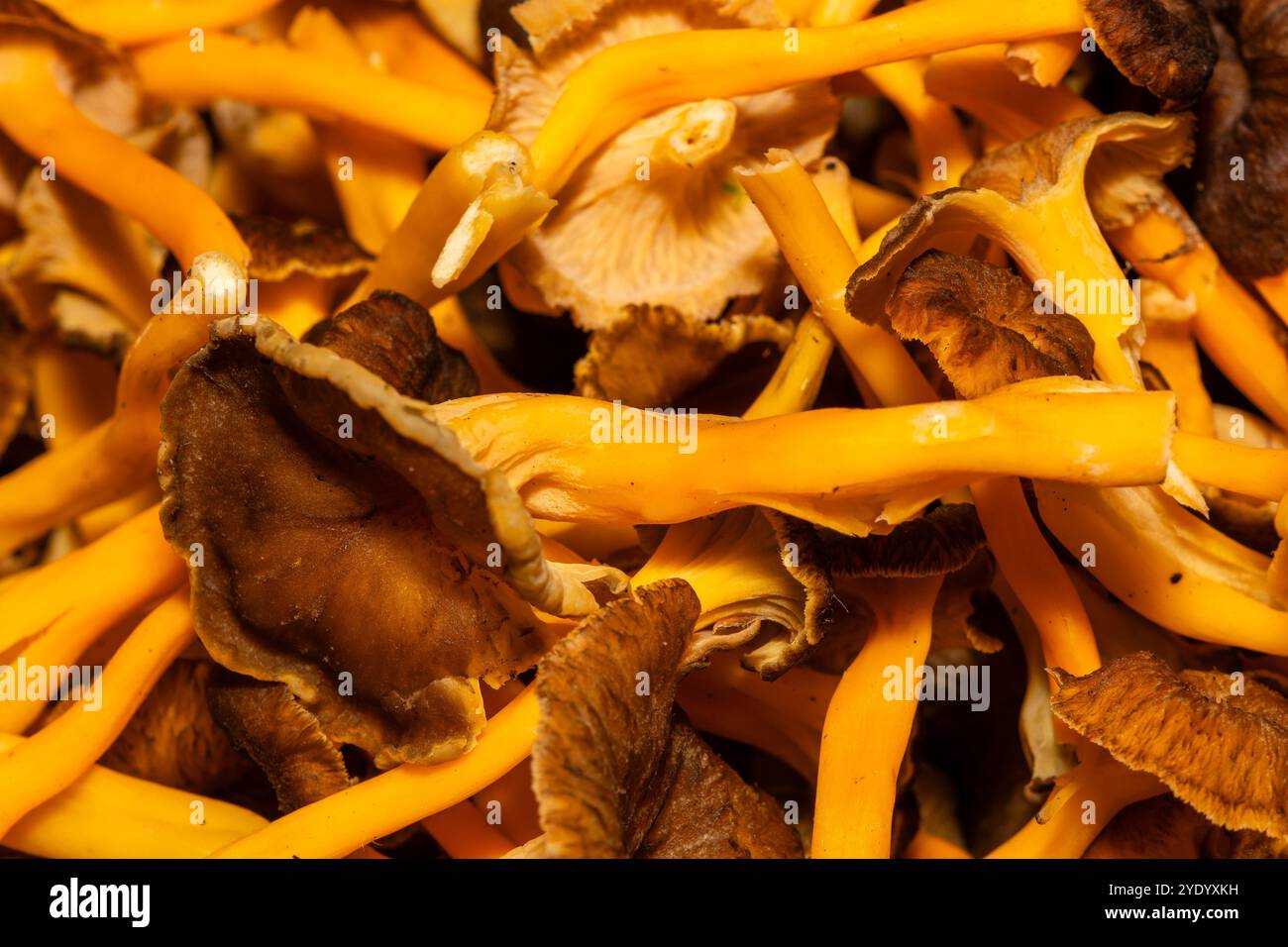 Mucchio di funghi del piede giallo, Craterellus lutescens, Catalogna, Spagna Foto Stock