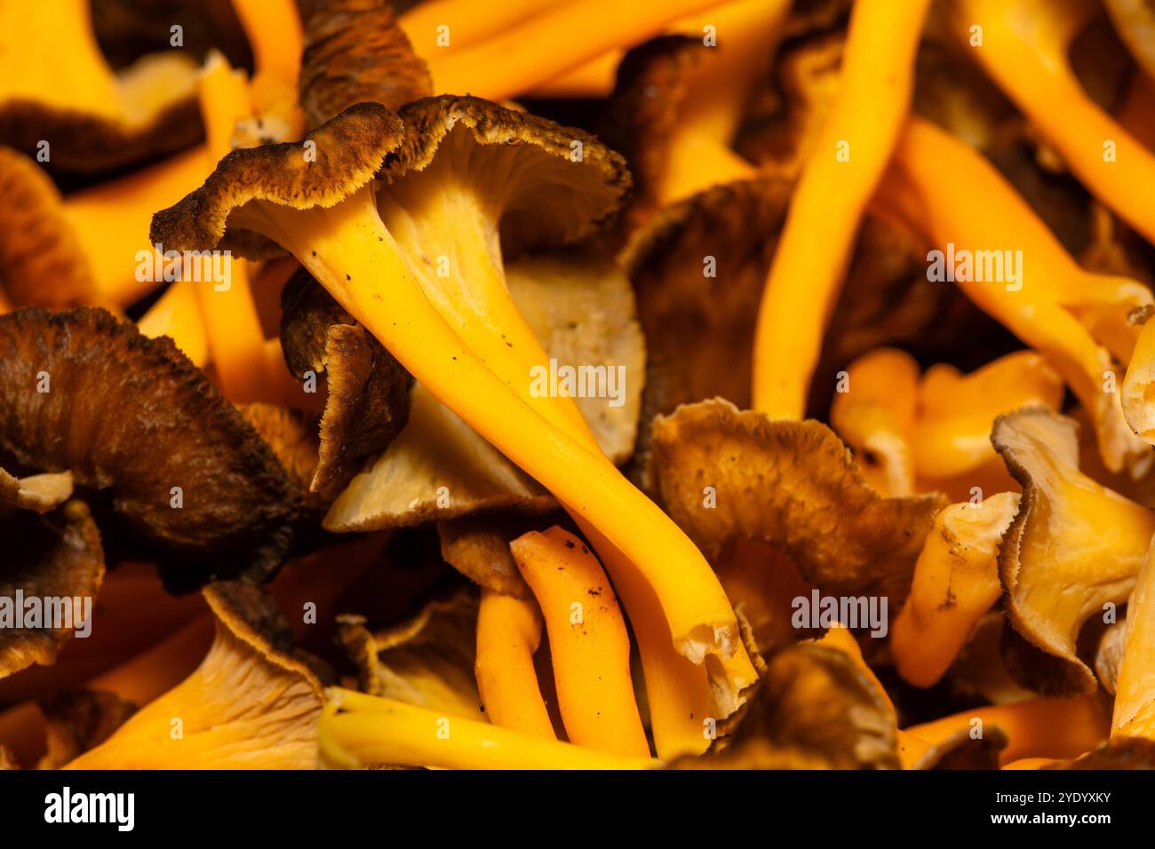 Mucchio di funghi del piede giallo, Craterellus lutescens, Catalogna, Spagna Foto Stock