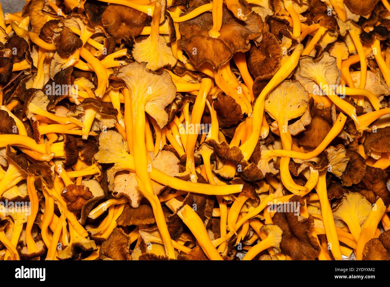 Mucchio di funghi del piede giallo, Craterellus lutescens, Catalogna, Spagna Foto Stock