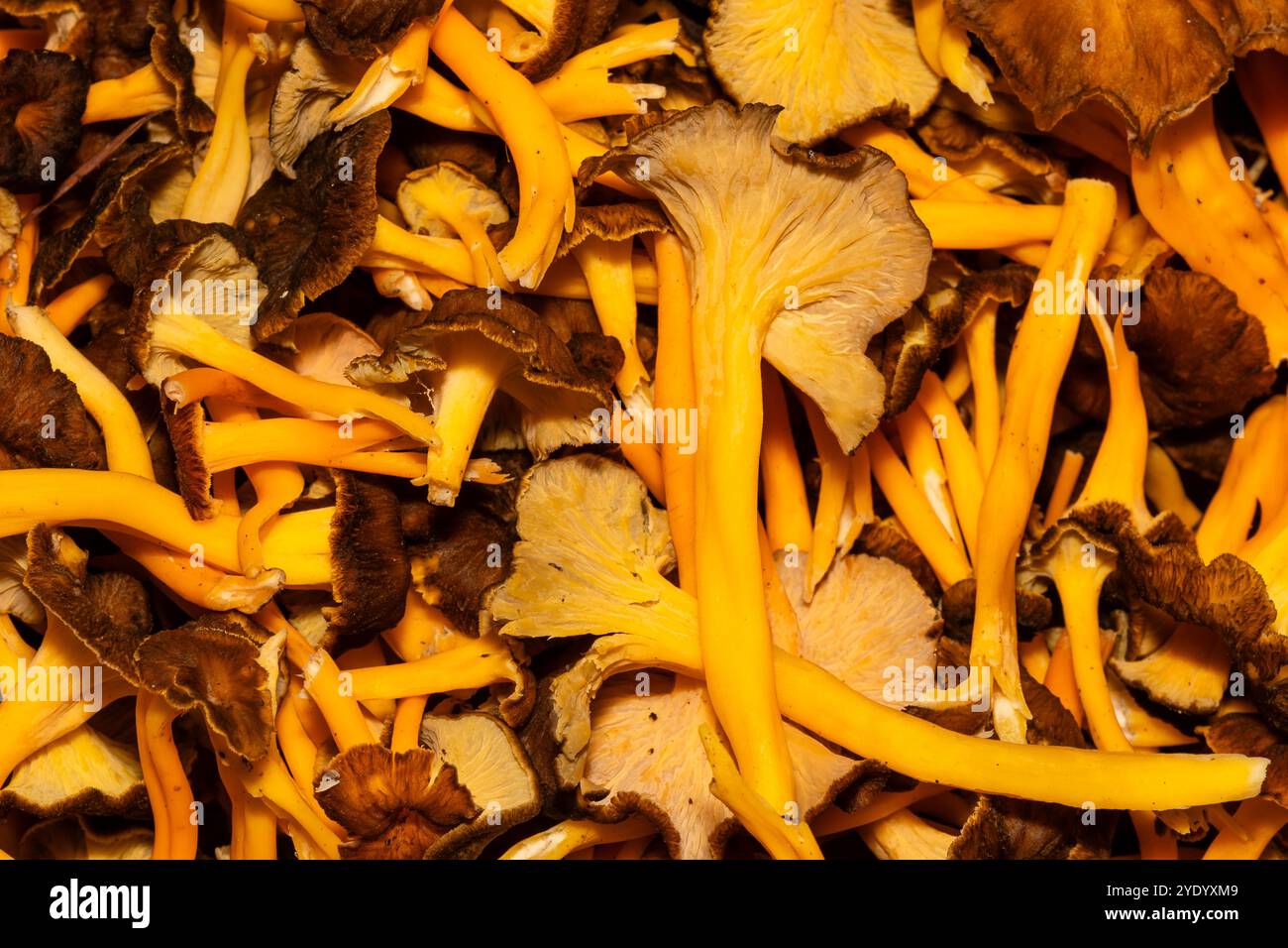 Mucchio di funghi del piede giallo, Craterellus lutescens, Catalogna, Spagna Foto Stock