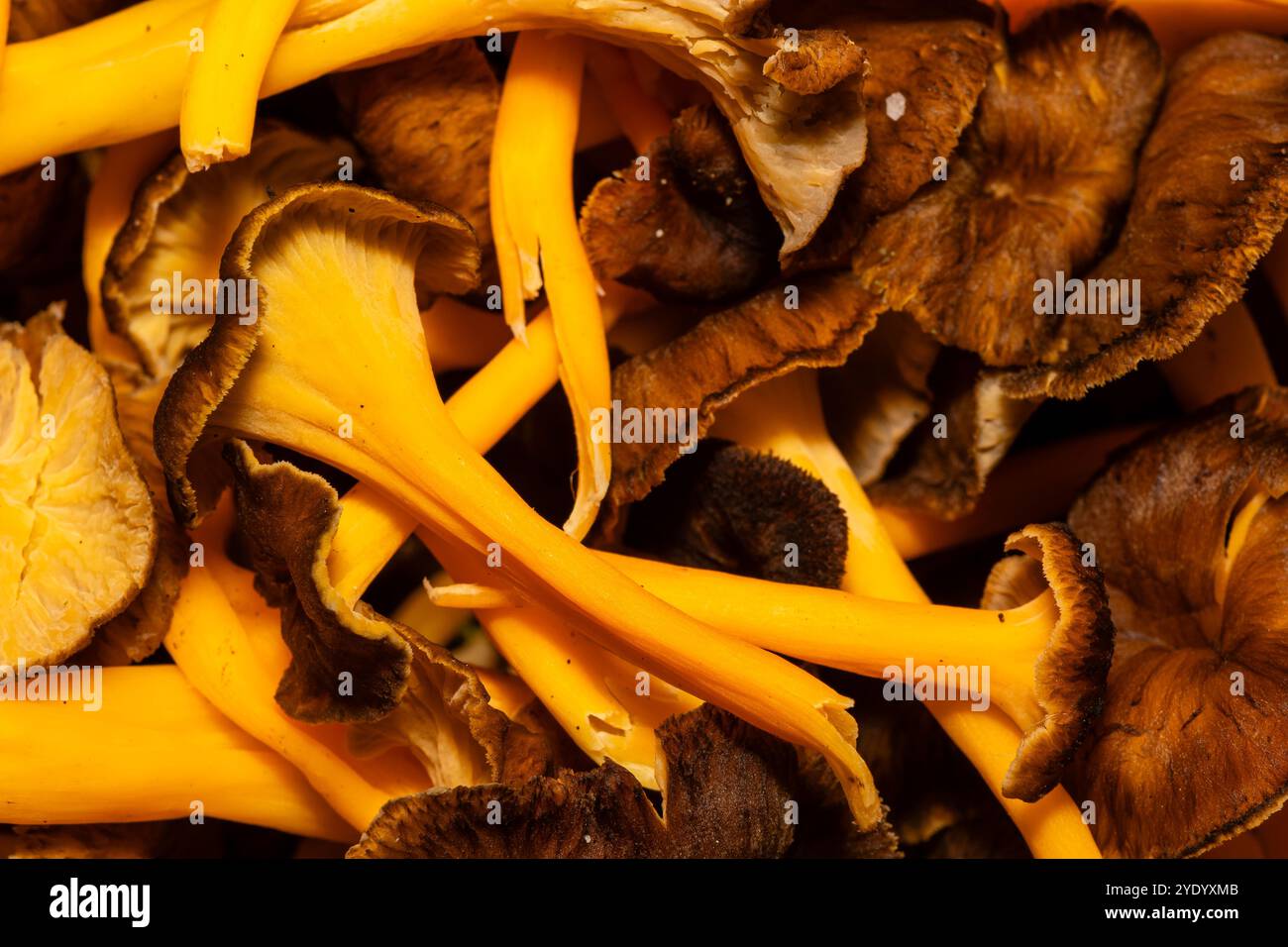 Mucchio di funghi del piede giallo, Craterellus lutescens, Catalogna, Spagna Foto Stock