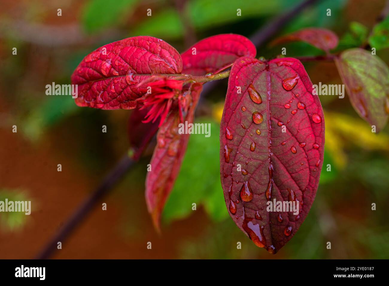 Gocce d'acqua su quisqualis mussaendiflora - Kampala Uganda Foto Stock