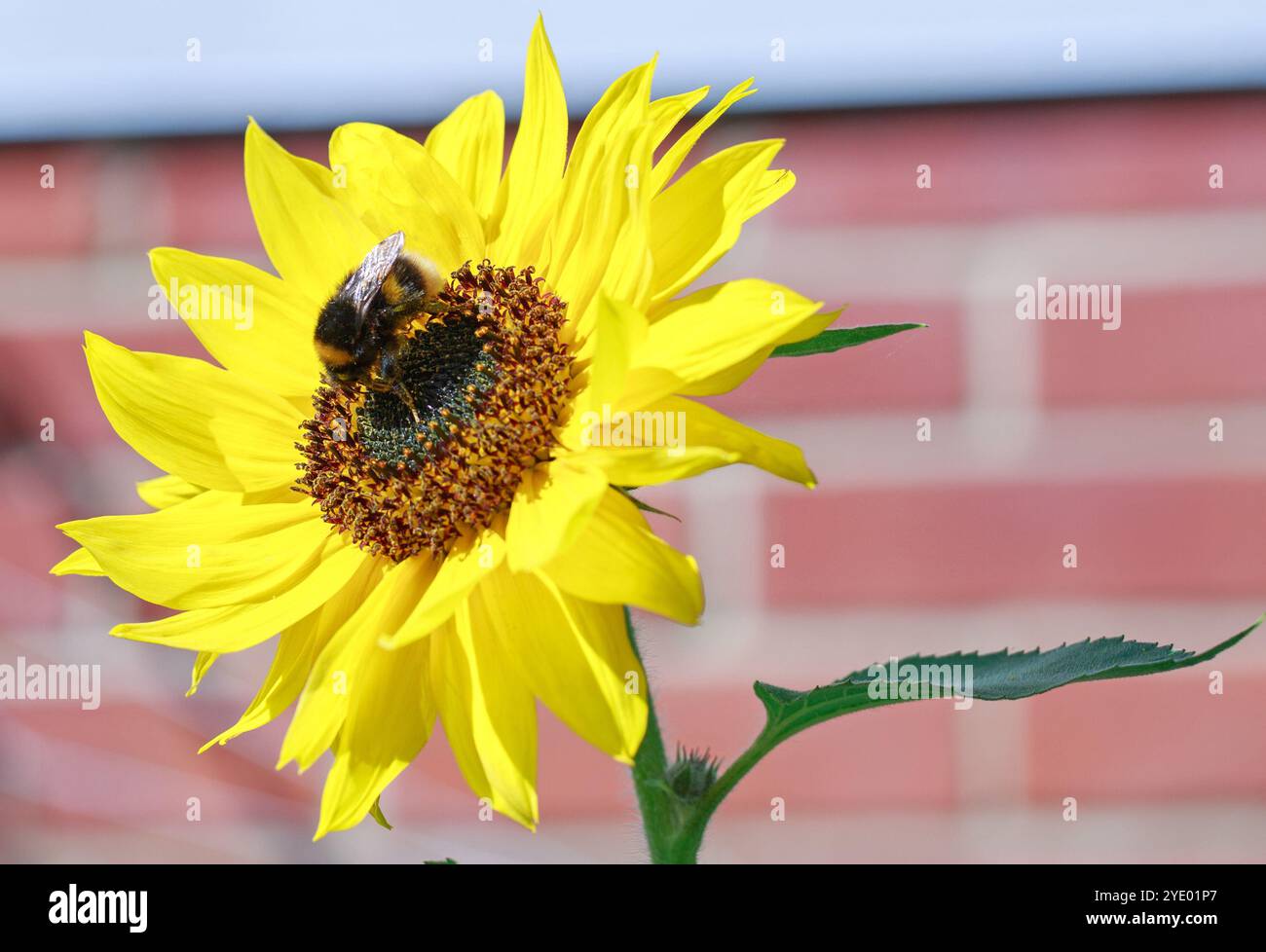 Bumble Bee dalla coda bianca, che si nutre di un vivace girasole giallo che è in piena fioritura e illuminato dalla luce naturale del sole Foto Stock