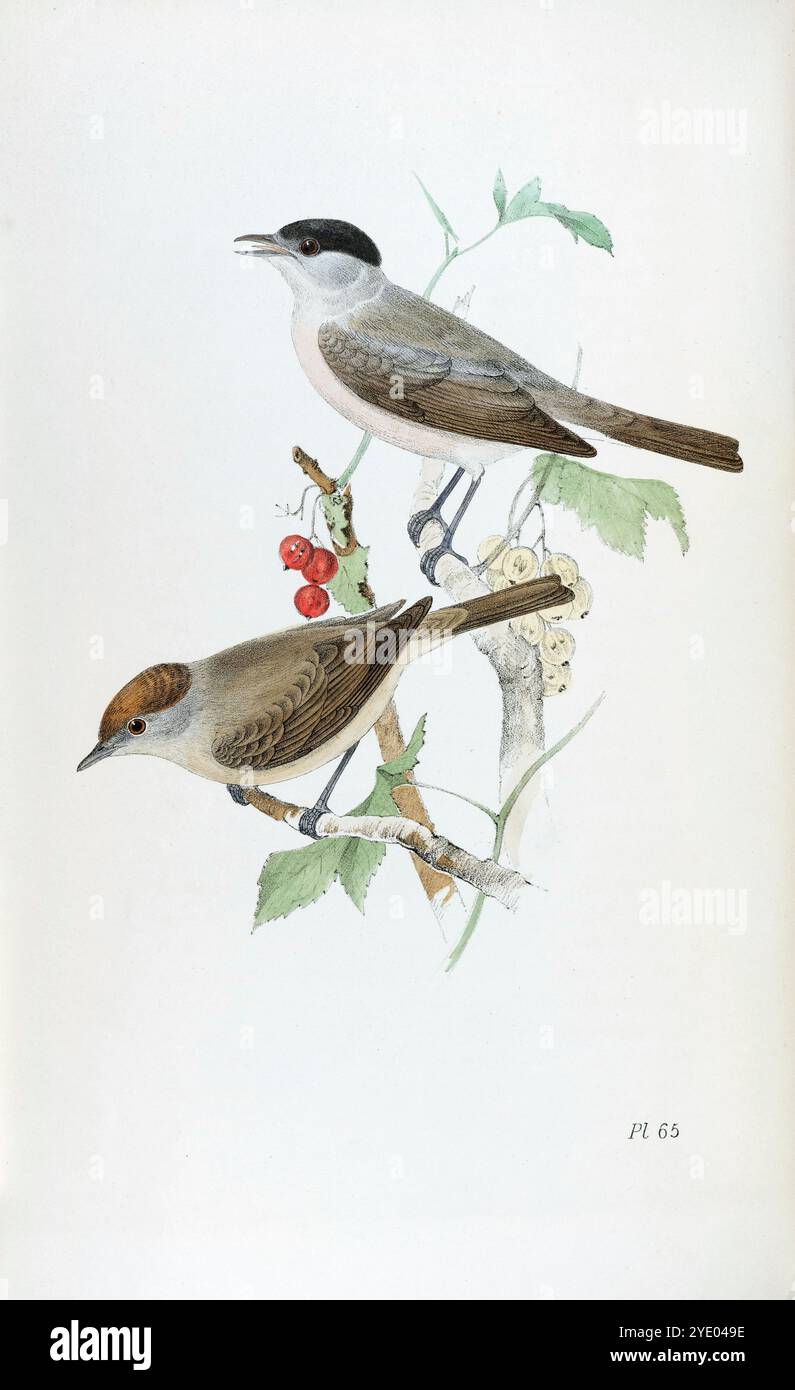 Cappellino nero. Piastra 65. Gli uccelli inglesi di Meyer. 1844. Foto Stock
