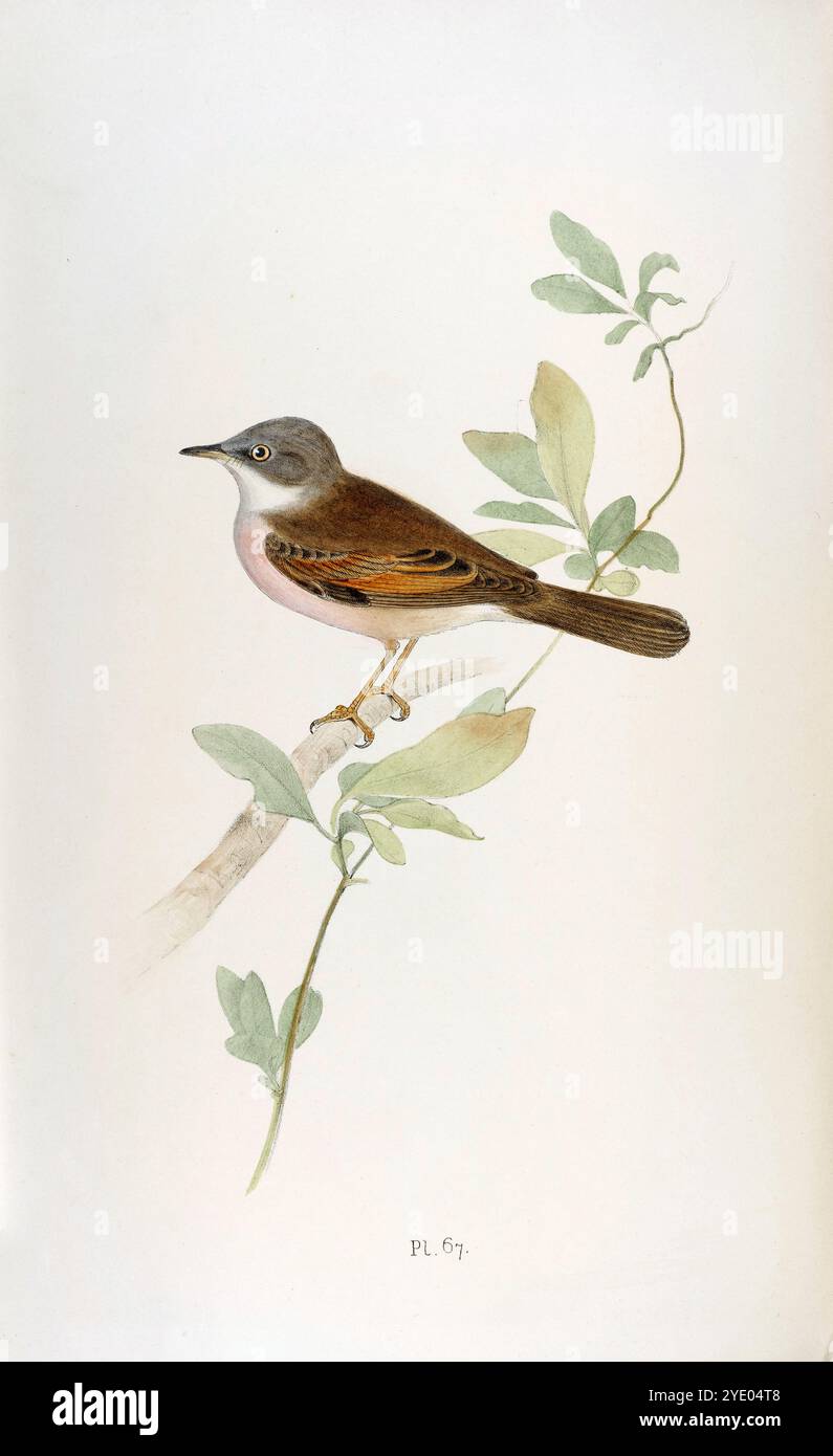 Whitethroat. Piastra 67. Gli uccelli inglesi di Meyer. 1844. Foto Stock