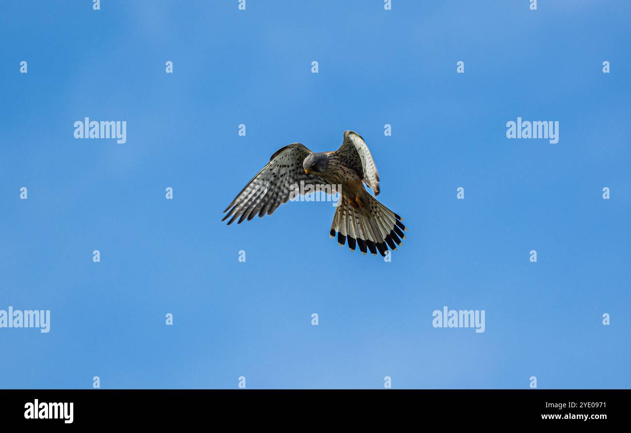 Oberglatt, Svizzera, 15 giugno 2024: Un gheppio è sulla Jadt. Vola sopra un punto, guarda il terreno e cerca le prede. (Foto di Andreas Haas Foto Stock