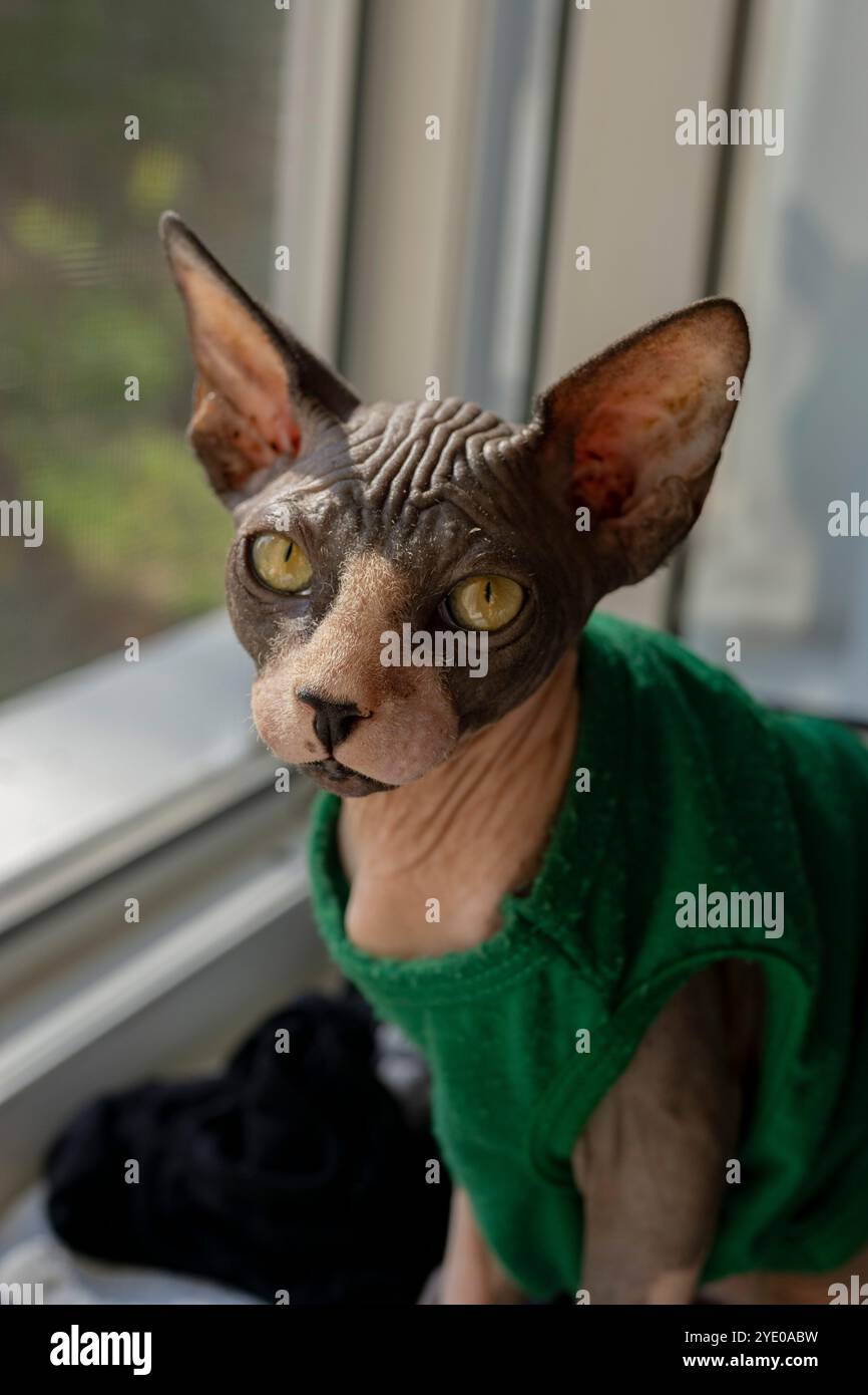 Un gatto carino senza capelli che indossa una camicia verde Foto Stock