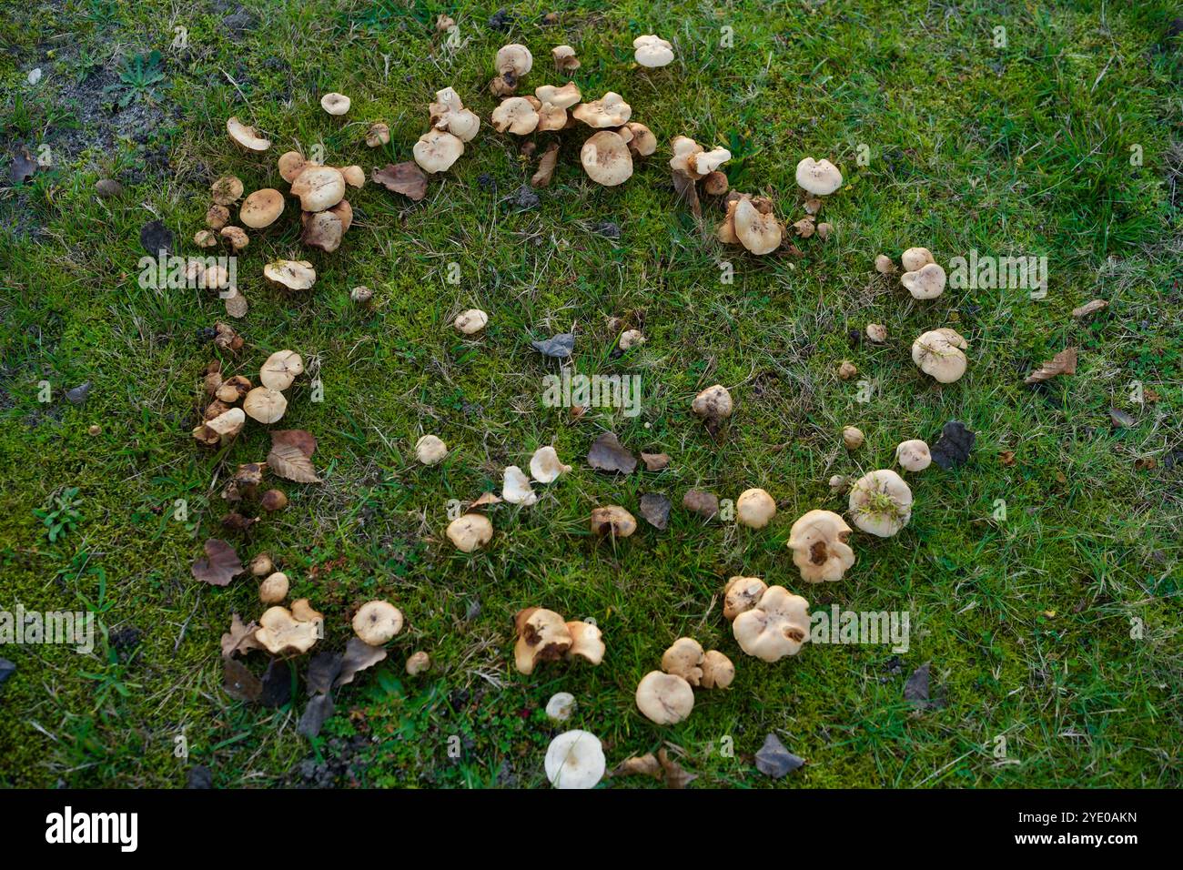 Anello fatato di funghi sull'erba. Foto Stock