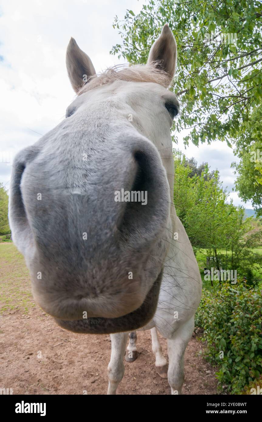 Vista ravvicinata della testa e del muso di un cavallo bianco, Catalogna, Spagna Foto Stock