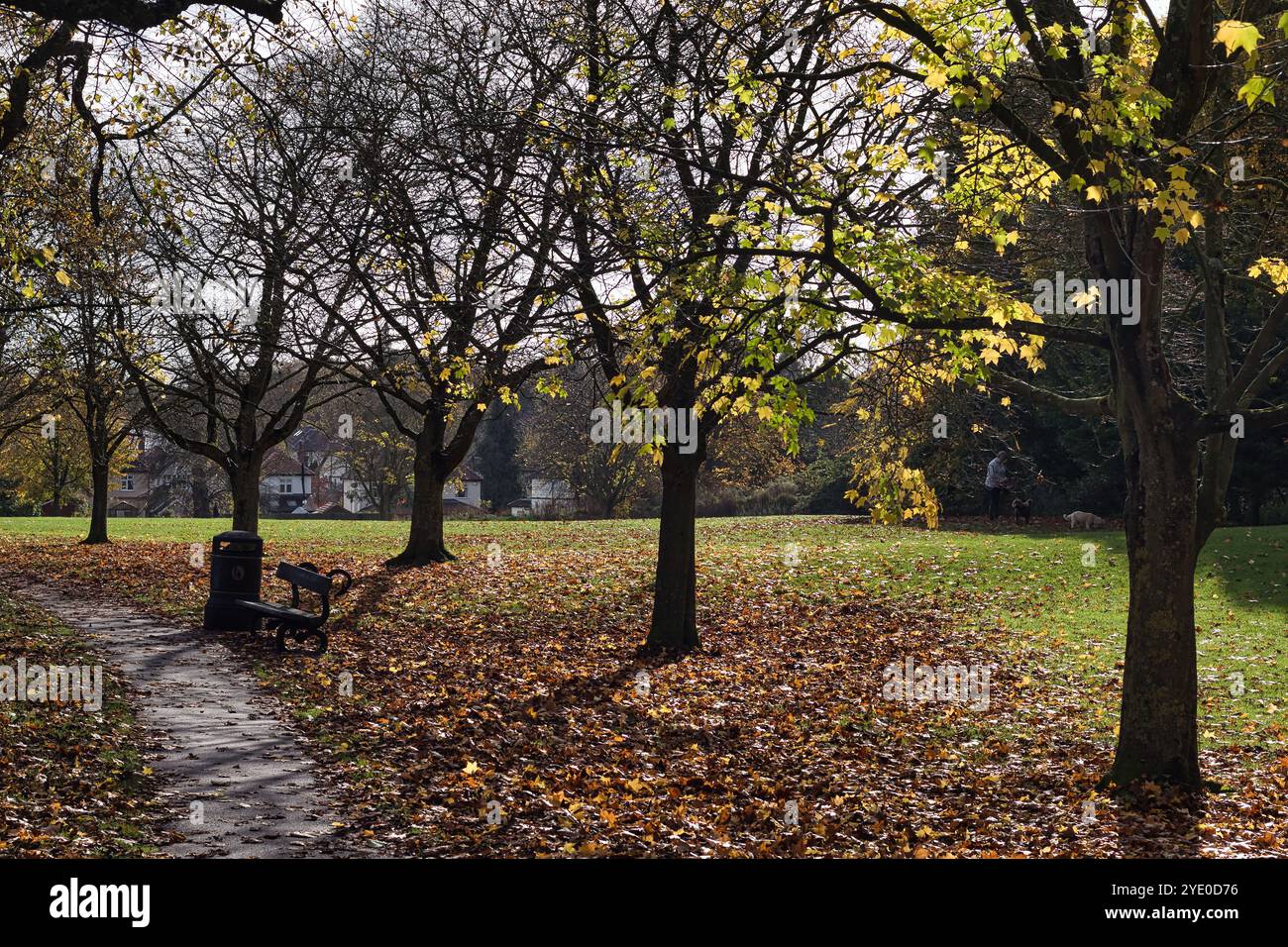 Un sentiero del parco si snoda attraverso foglie cadute, che conducono verso una panchina e un cestino. Gli alberi allineano il tracciato, con uno in primo piano che mostra il leav giallo Foto Stock
