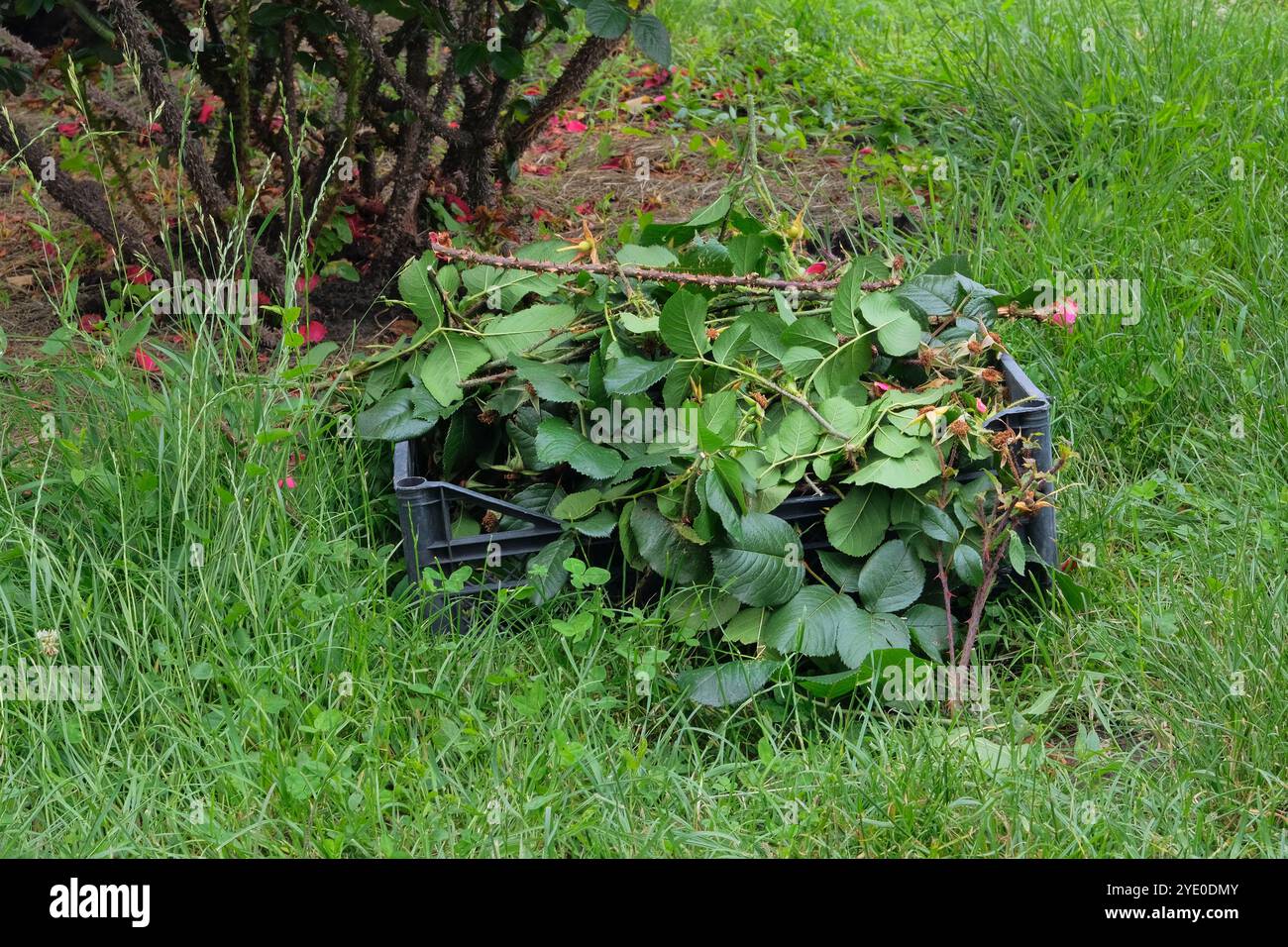 Mucchio di rami tagliati. Potare cespugli di rose nel giardino di campagna. Giardinaggio e architettura paesaggistica. Foto Stock