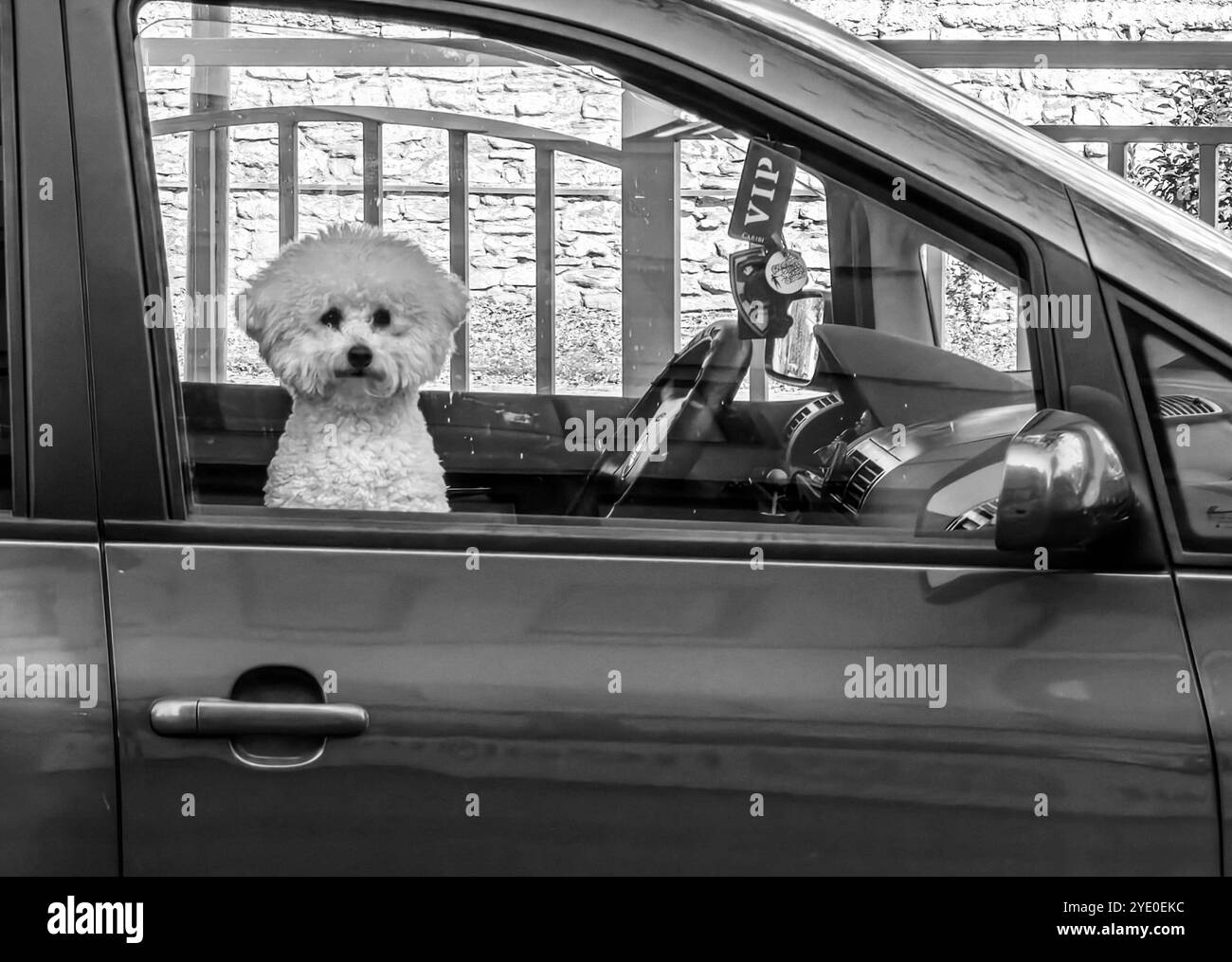 Affascinante passeggero: Ritratto bianco e nero di una frisata Bichon incorniciata dal finestrino di un'auto Foto Stock