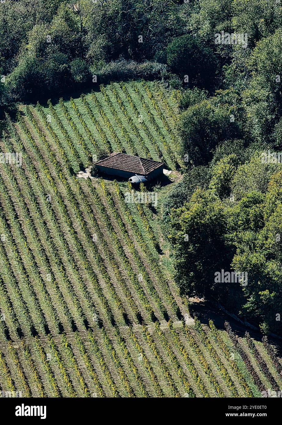 Casa isolata nel vigneto: Fotografia aerea di droni sui campi verdi in un giorno di sole Foto Stock