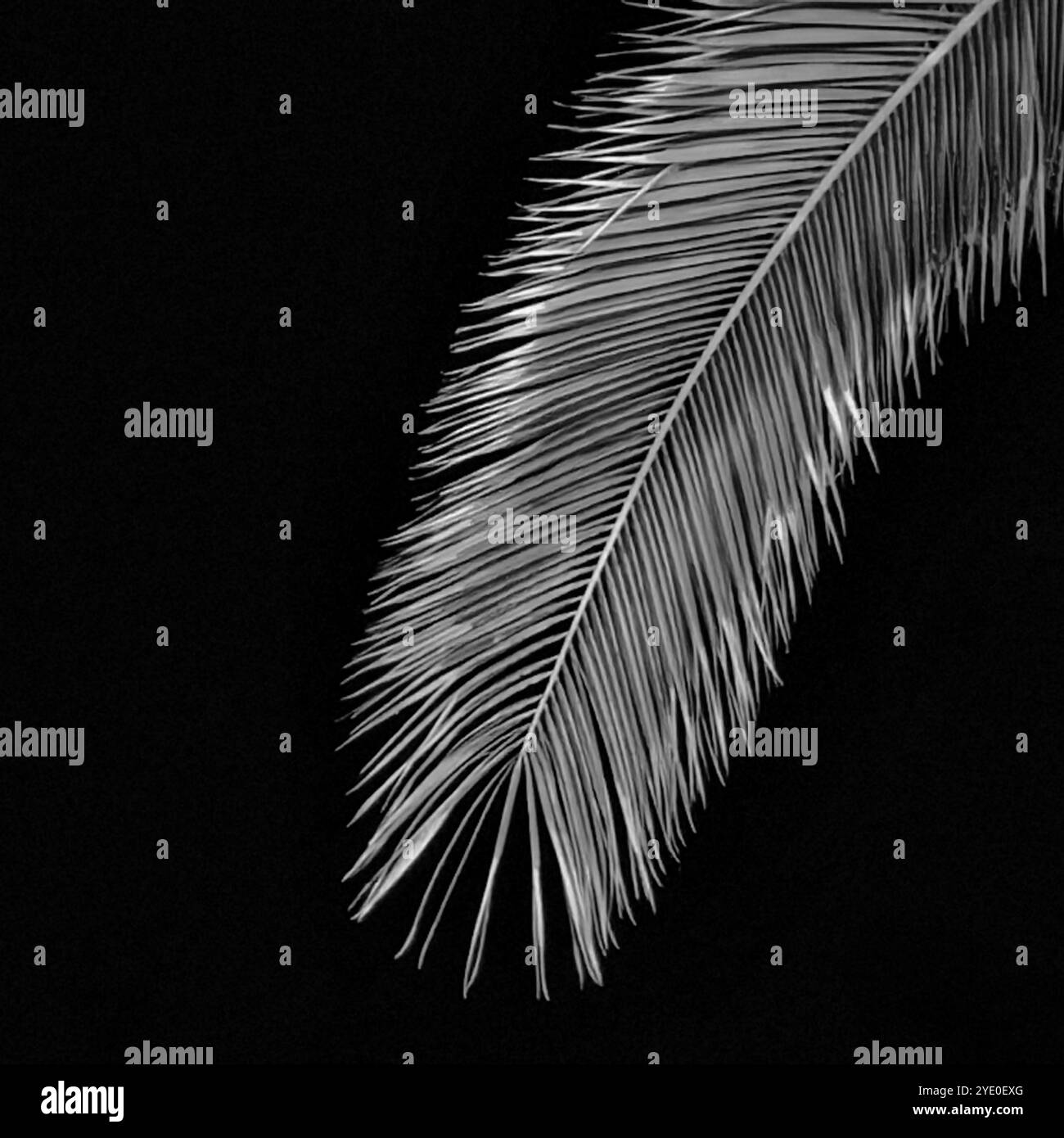 Primo piano di Palm Tree Branch di notte. Spazio scuro, negativo. Foto Stock